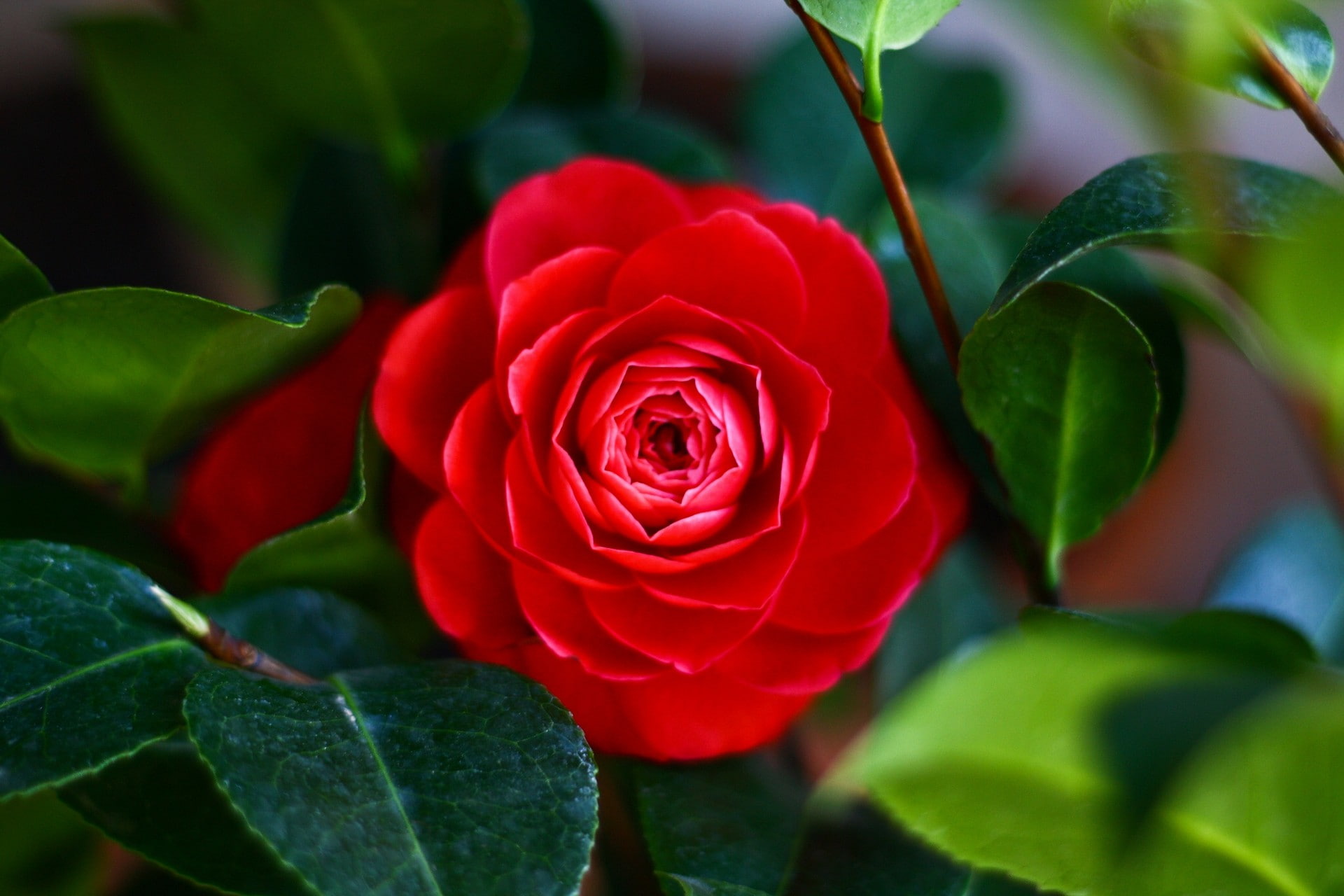 flower, camellia, leaves, Macro, 1080P, HD Wallpaper