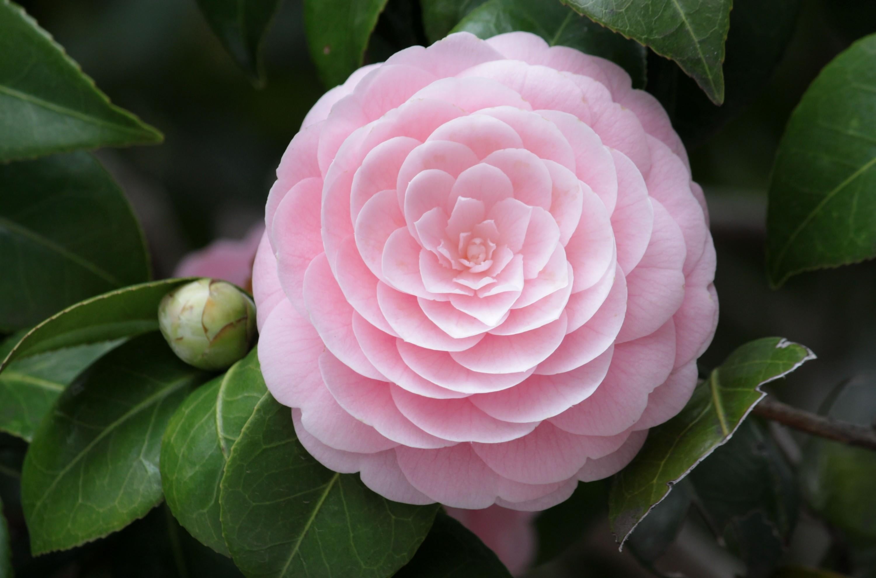 camellia, botany, pink, rose - Flower, plant part, flower, japanese, growth, inflorescence, macro, summer, leaf, green Color, nature, bud, no people, close-up, HD Wallpaper
