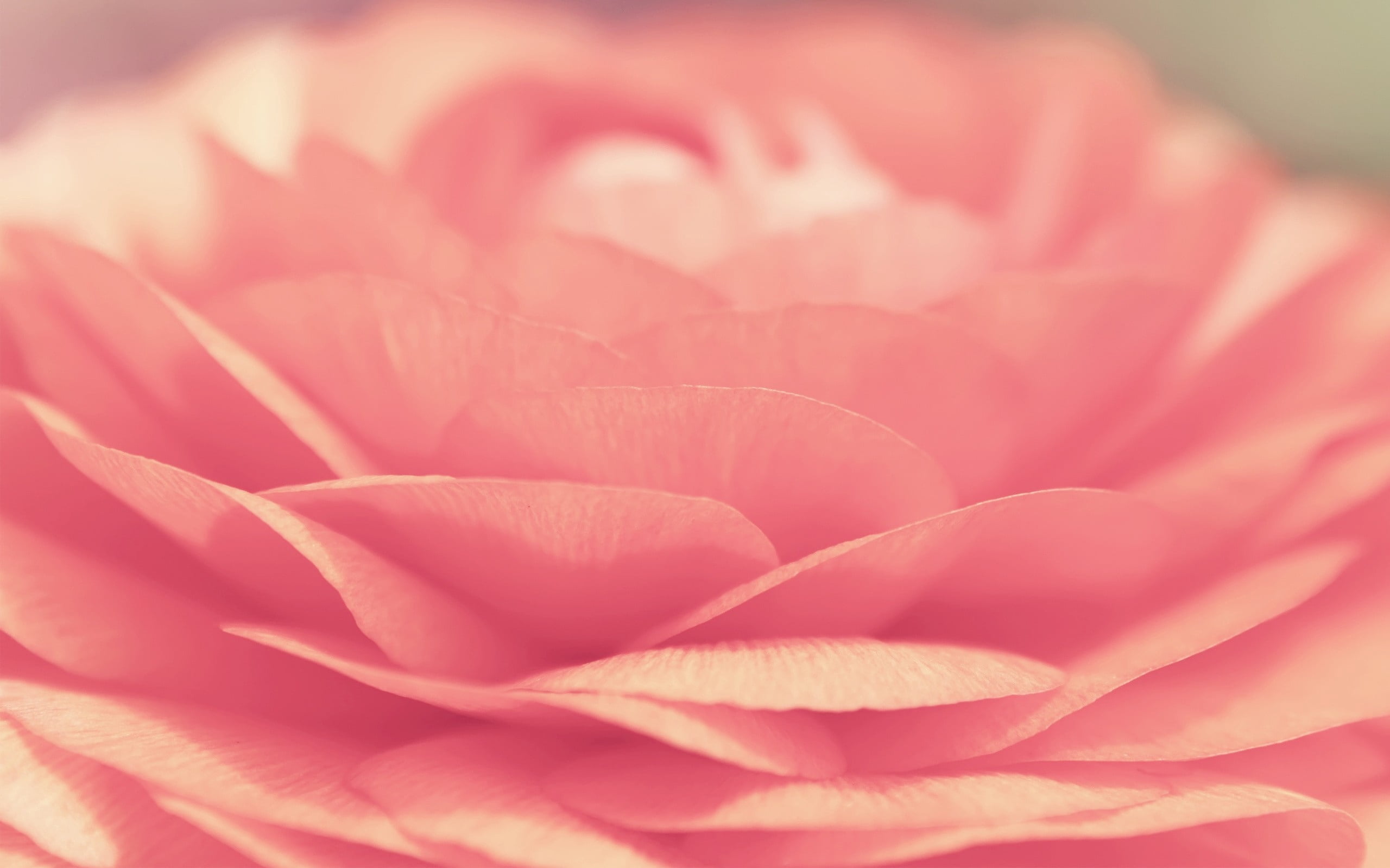 growth, no people, flowering plant, extreme close-up, close-up, bright, fragility, pink color, pink, 2K, rose, softness, petal, vulnerability, outdoors, HD Wallpaper