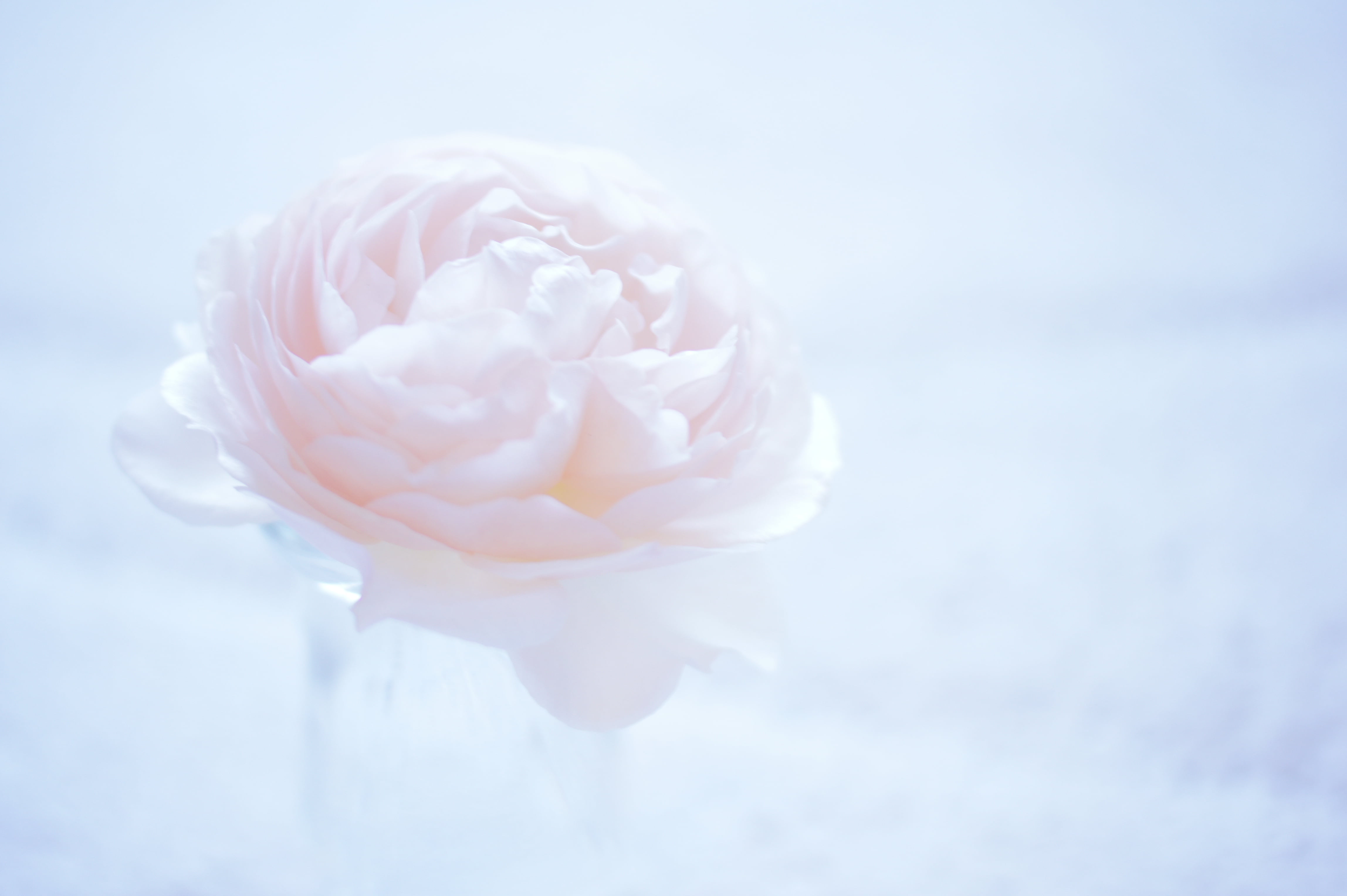 outdoors, petal, Camellia, pink Color, plant, beauty In Nature, romance, backgrounds, studio shot, decoration, fragility, single Object, elegance, background, HD Wallpaper