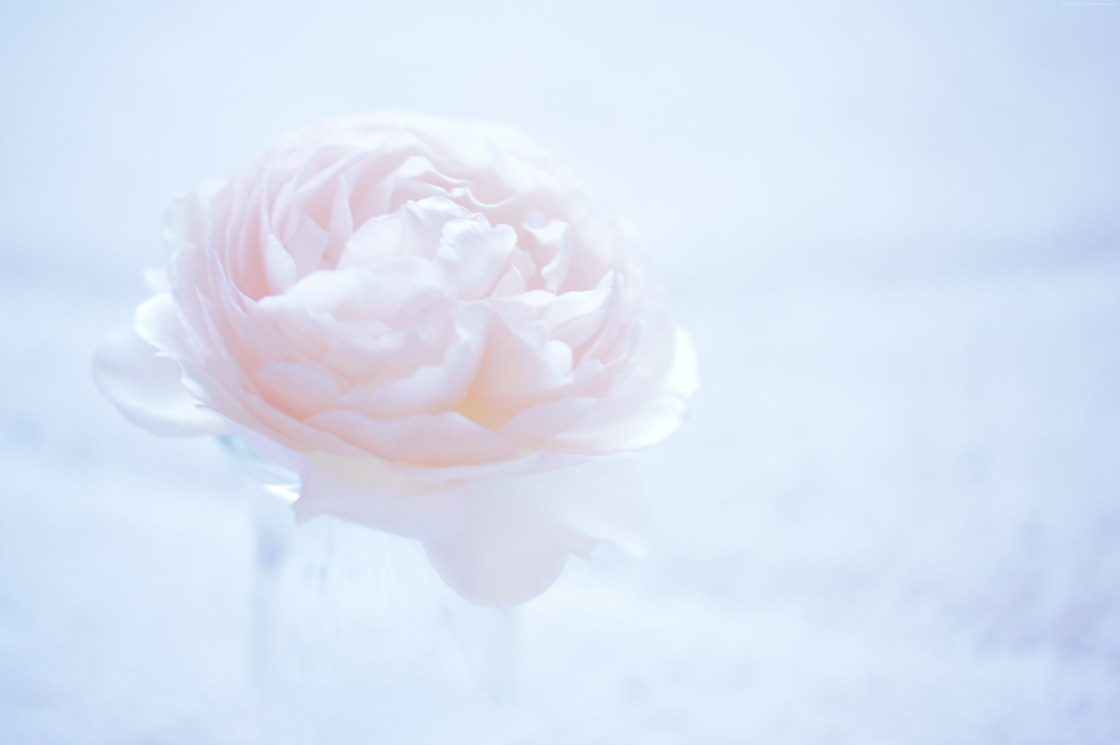 rose - flower, flowering plant, no people, focus on foreground, white color, fragility, 5k, Camellia, softness, nature, petal, rose, inflorescence, pink color, HD Wallpaper