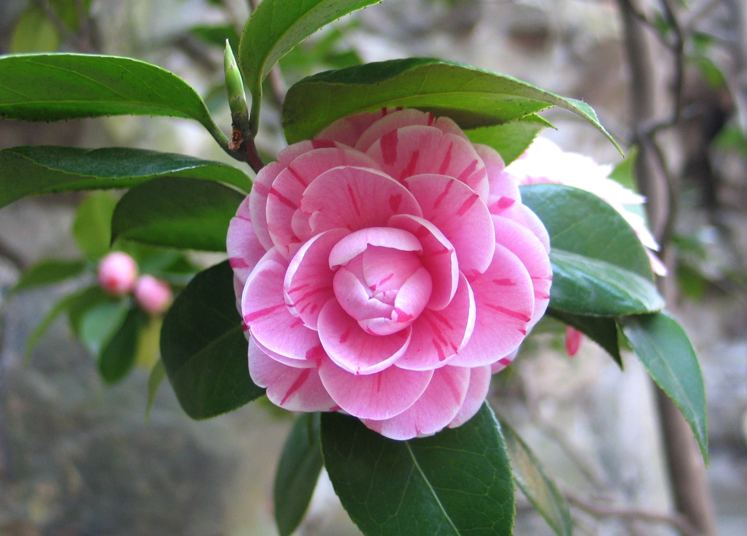 beauty in nature, petal, day, shot, vulnerability, growth, fragility, close-up, focus on foreground, camellia, macro, rose, plant part, photography, flower Head, HD Wallpaper