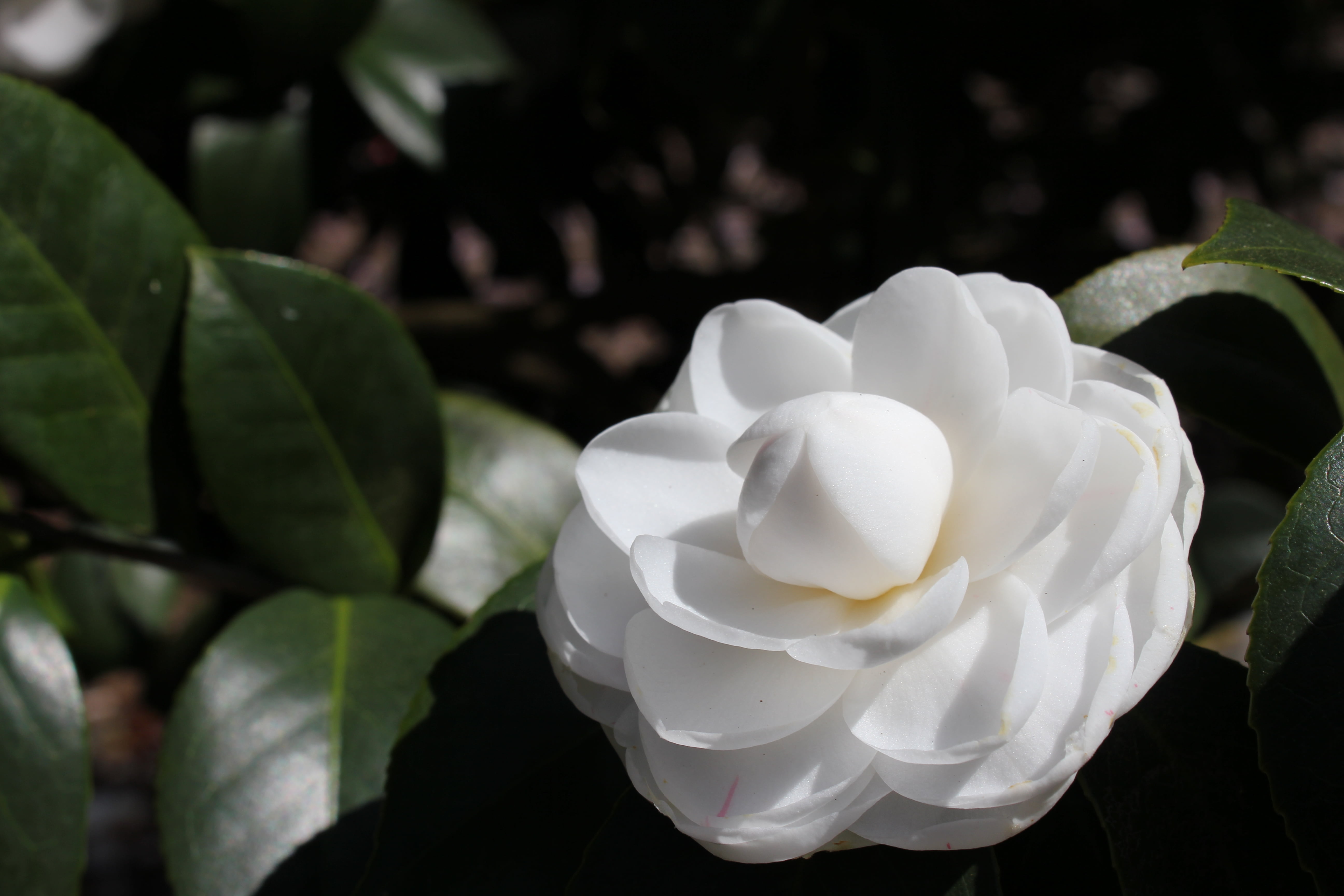 close-up, backgrounds, decoration, single Flower, no people, nature, camellia, summer, inflorescence, botany, beauty In Nature, outdoors, elegance, flowering plant, HD Wallpaper