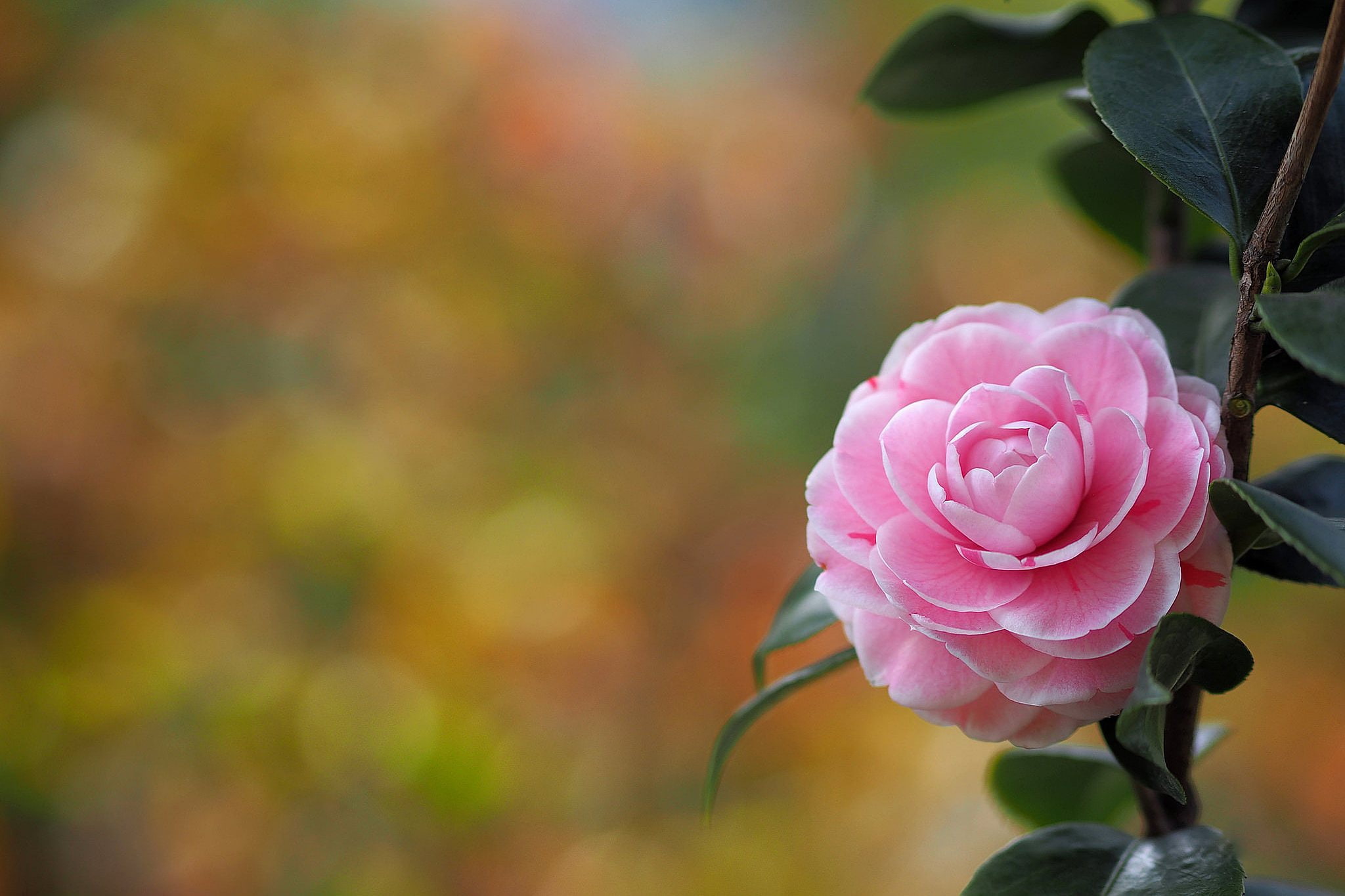 1080P, flower, bokeh, Camellia, HD Wallpaper