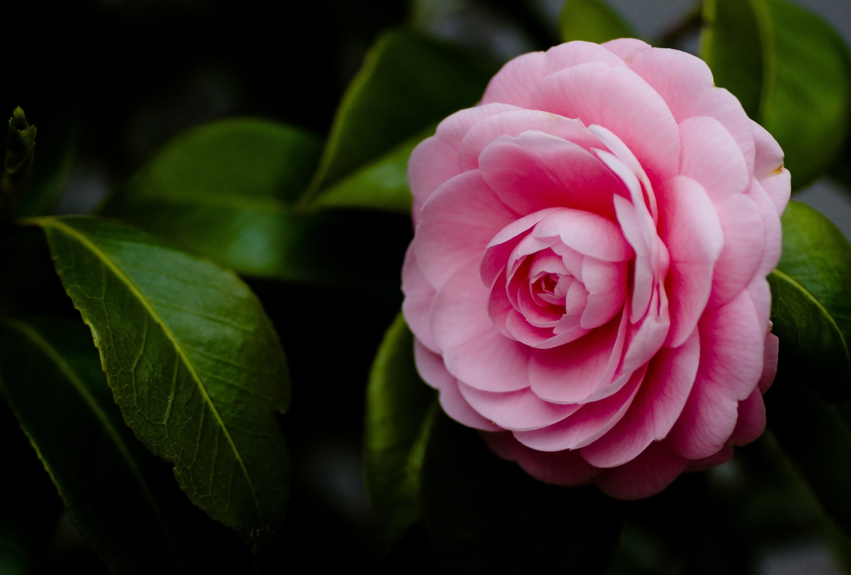 Flowers, Flower, Camellia, 2K, HD Wallpaper
