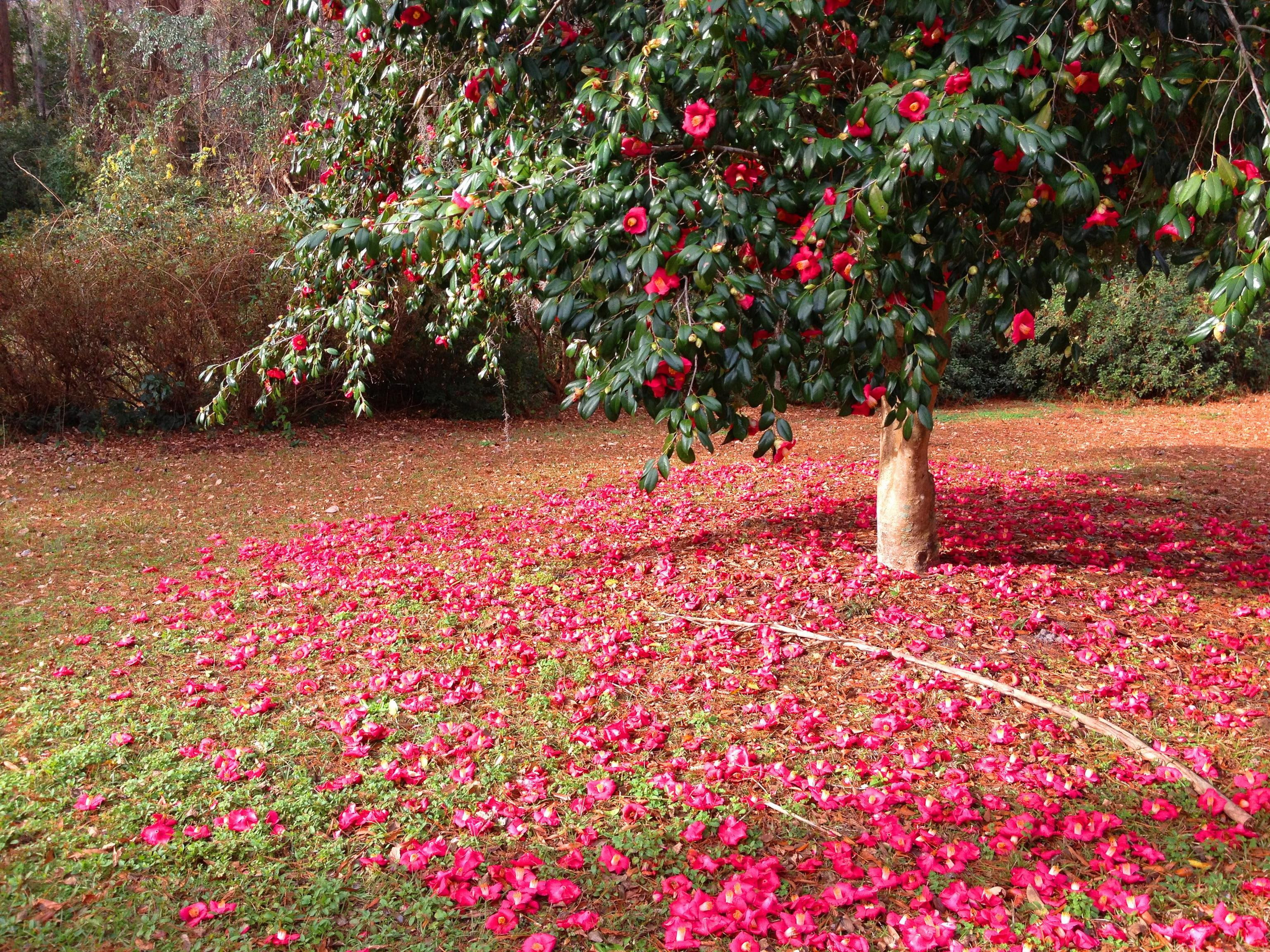 petals, camellia, flowers, trees, 2K, HD Wallpaper