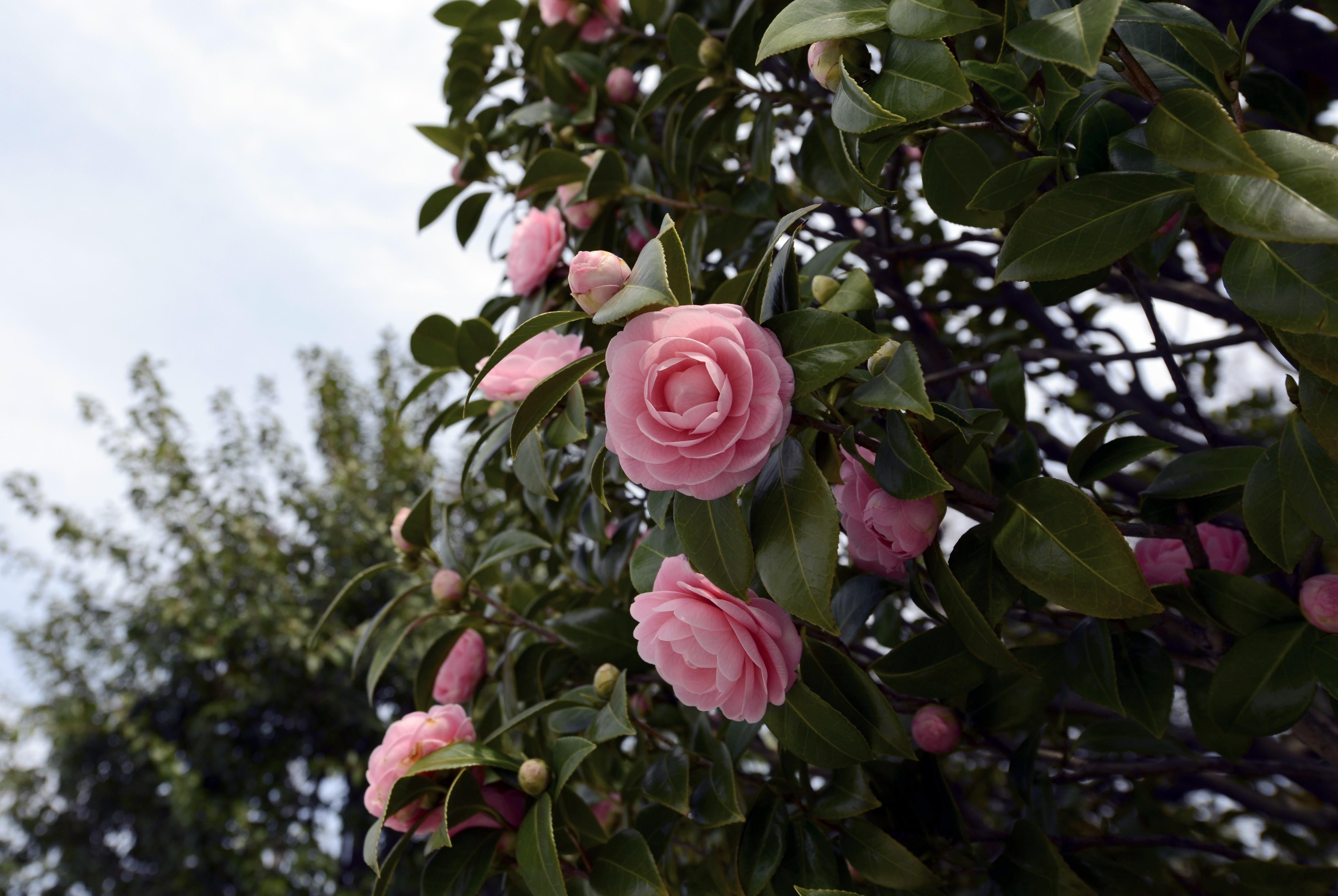 springtime, blossom, camellia, leaves, green, vulnerability, rose, love, shrubs, nature, tree, bouquet, outdoors, growth, petal, red, fragility, flowering plant, HD Wallpaper