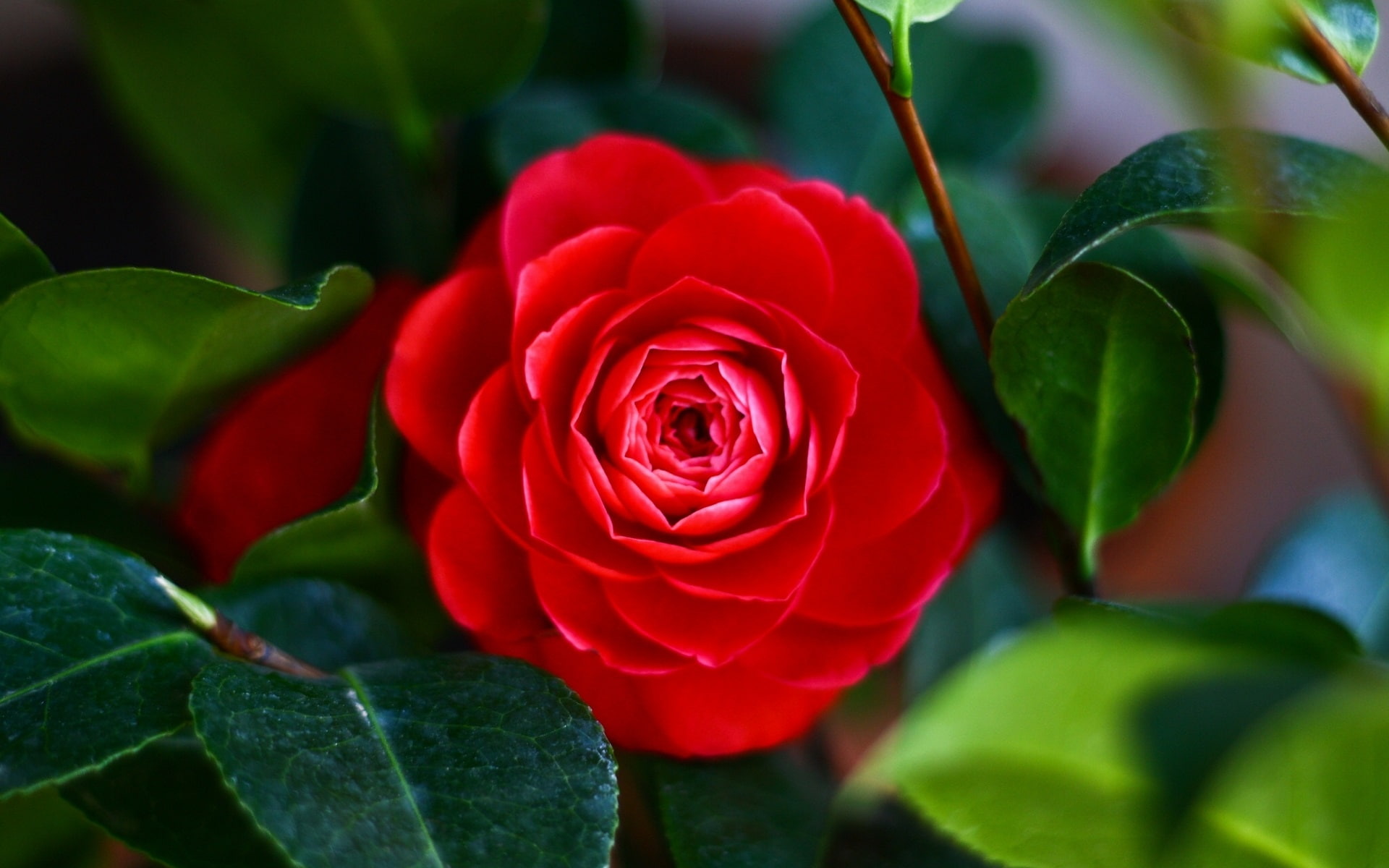 Red, 1080P, Flower, Macro, Leaf, Camellia, HD Wallpaper