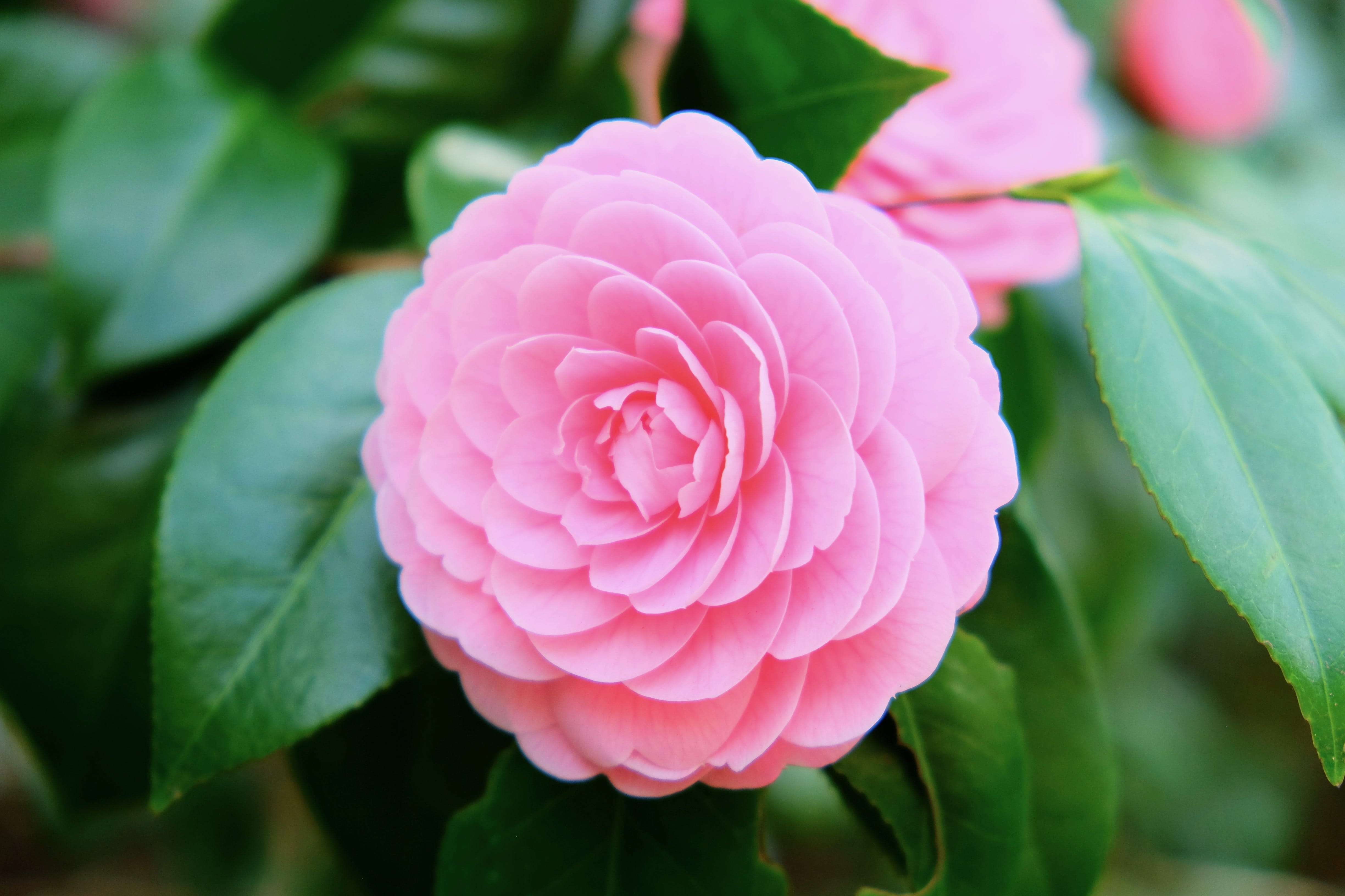 plant part, nature, leaf, focus on foreground, inflorescence, ornamental garden, flowering plant, close-up, petals, vulnerability, blooming, punk, petal, HD Wallpaper
