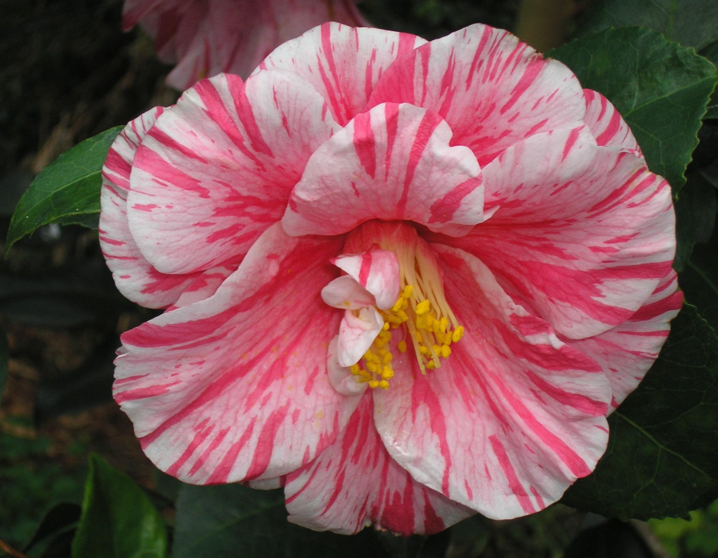 camellia, pink, innocent, 1080P, stripped, adorable, desire, white, express love, 3d and abstract, HD Wallpaper