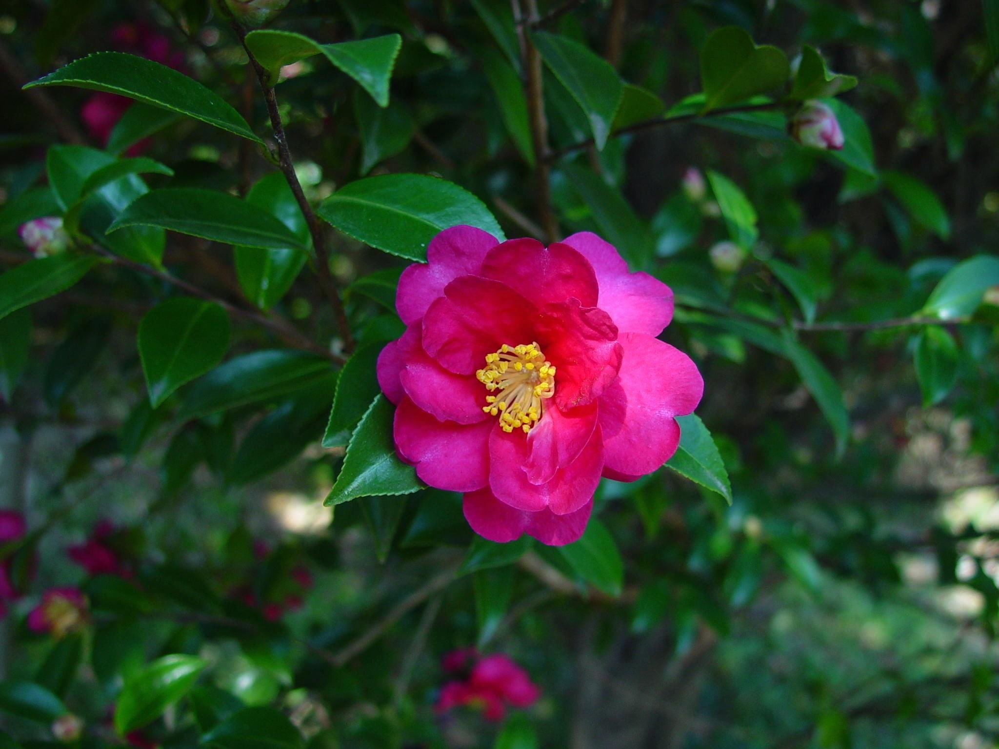 1080P, sasanqua, camellia, autumn, flower, 3d and abstract, HD Wallpaper