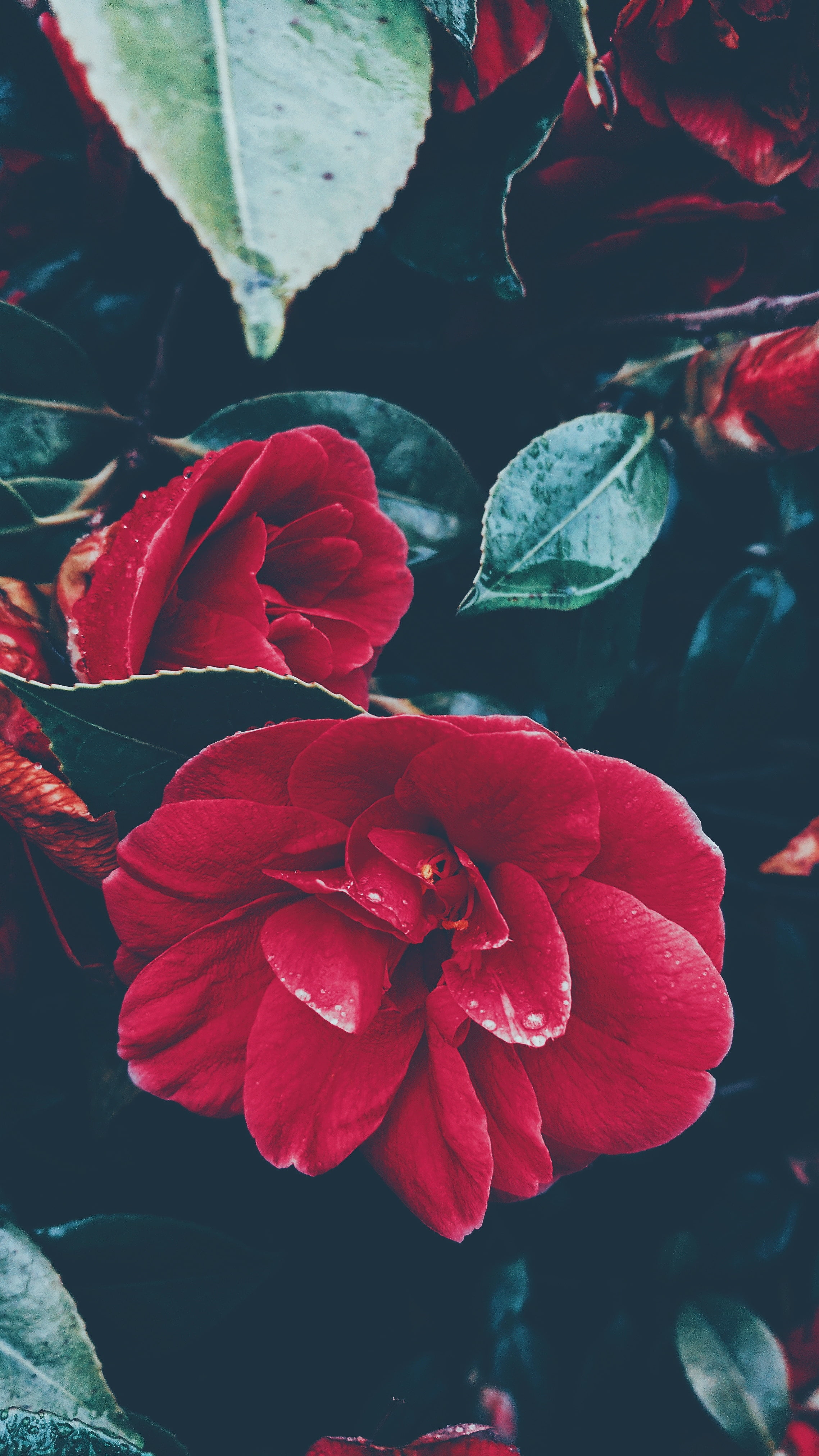 close-up, leaf, plant, inflorescence, plant part, camellia, outdoors, flower, vulnerability, flowers, flower head, petal, beauty in nature, no people, leaves, Phone HD Wallpaper