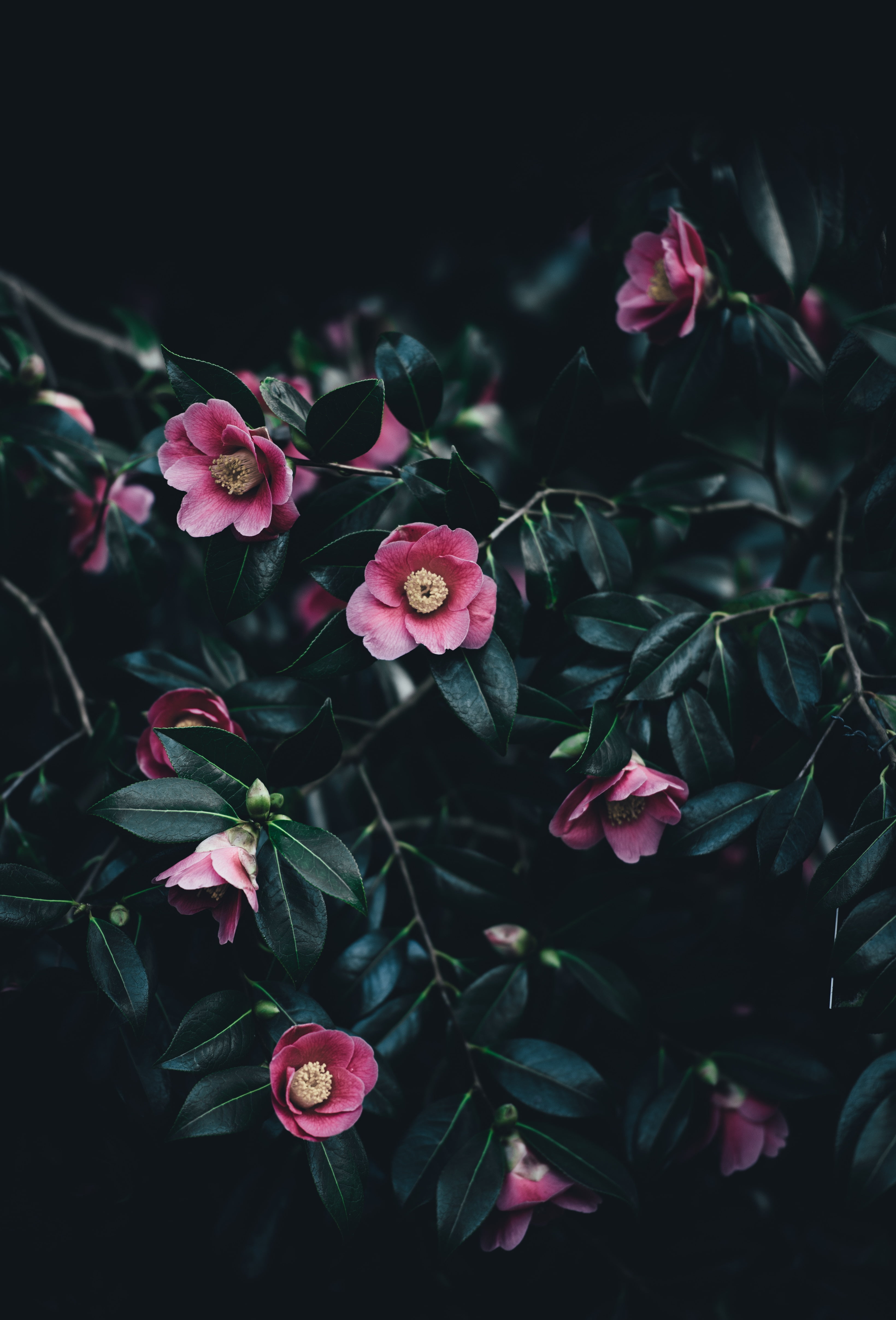growth, vulnerability, no people, inflorescence, bush, botany, plant part, flower Head, freshness, red, leaf, outdoors, blossom, 4K, camellia, bouquet, Phone HD Wallpaper