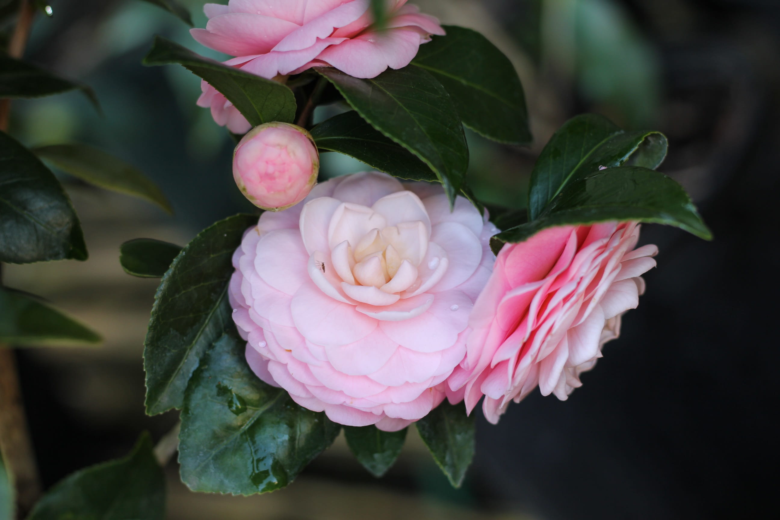 flower head, focus on foreground, inflorescence, bouquet, Camellia, fragility, plant part, nature, Flower, flower arrangement, leaf, close-up, rose, freshness, HD Wallpaper