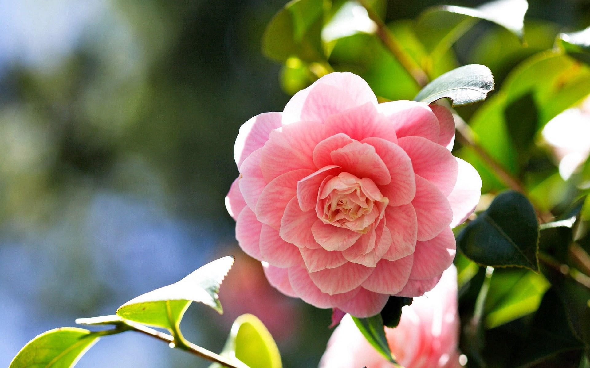camellia, beauty in nature, plant, rose - flower, no people, pink, flower, flower head, growth, outdoors, plant part, close-up, vulnerability, blooming, HD Wallpaper
