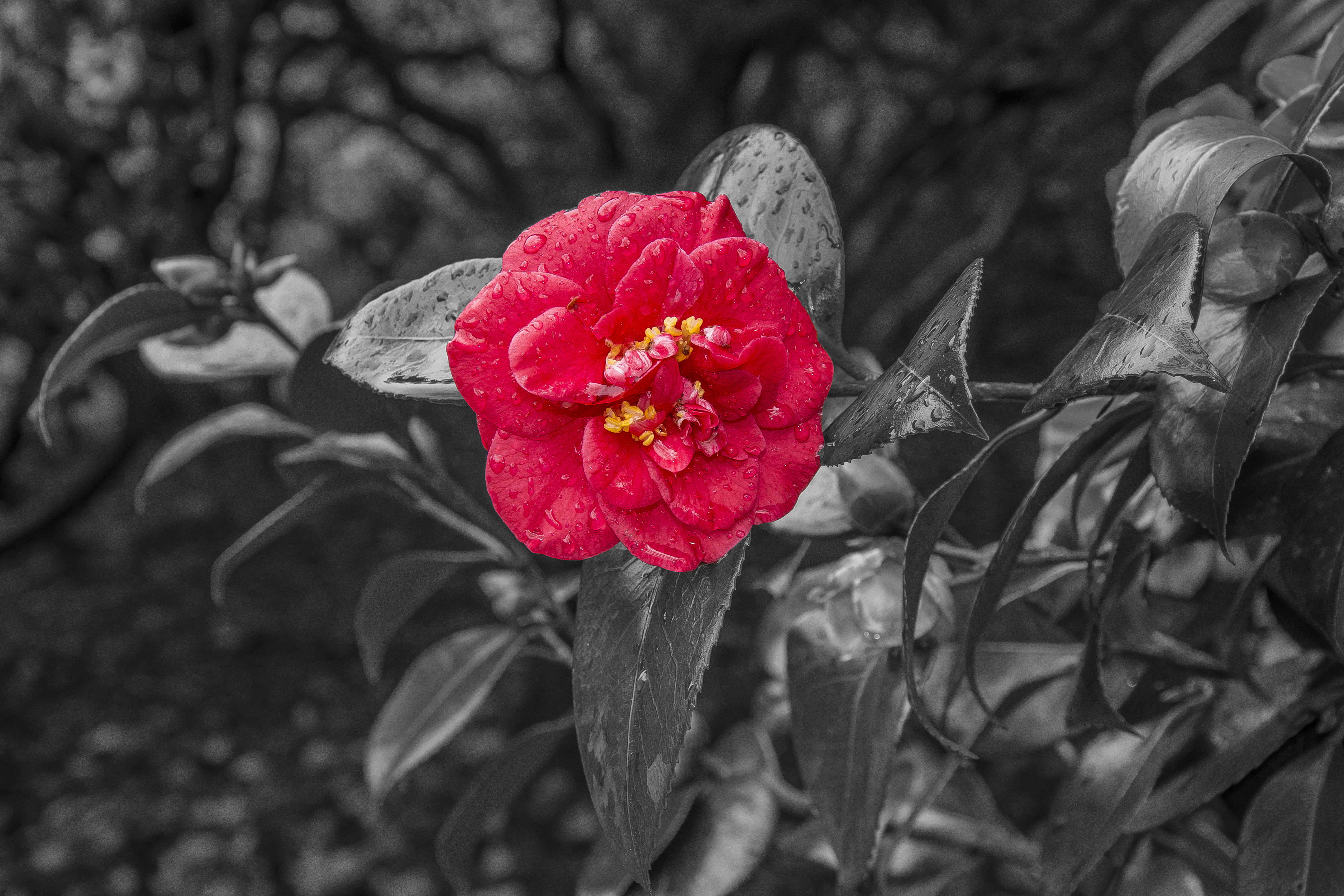 vulnerability, bloom, day, 5K, outdoors, rose - flower, flower, rose, nature, fragility, inflorescence, camellia, petal, freshness, isolated color, no people, HD Wallpaper