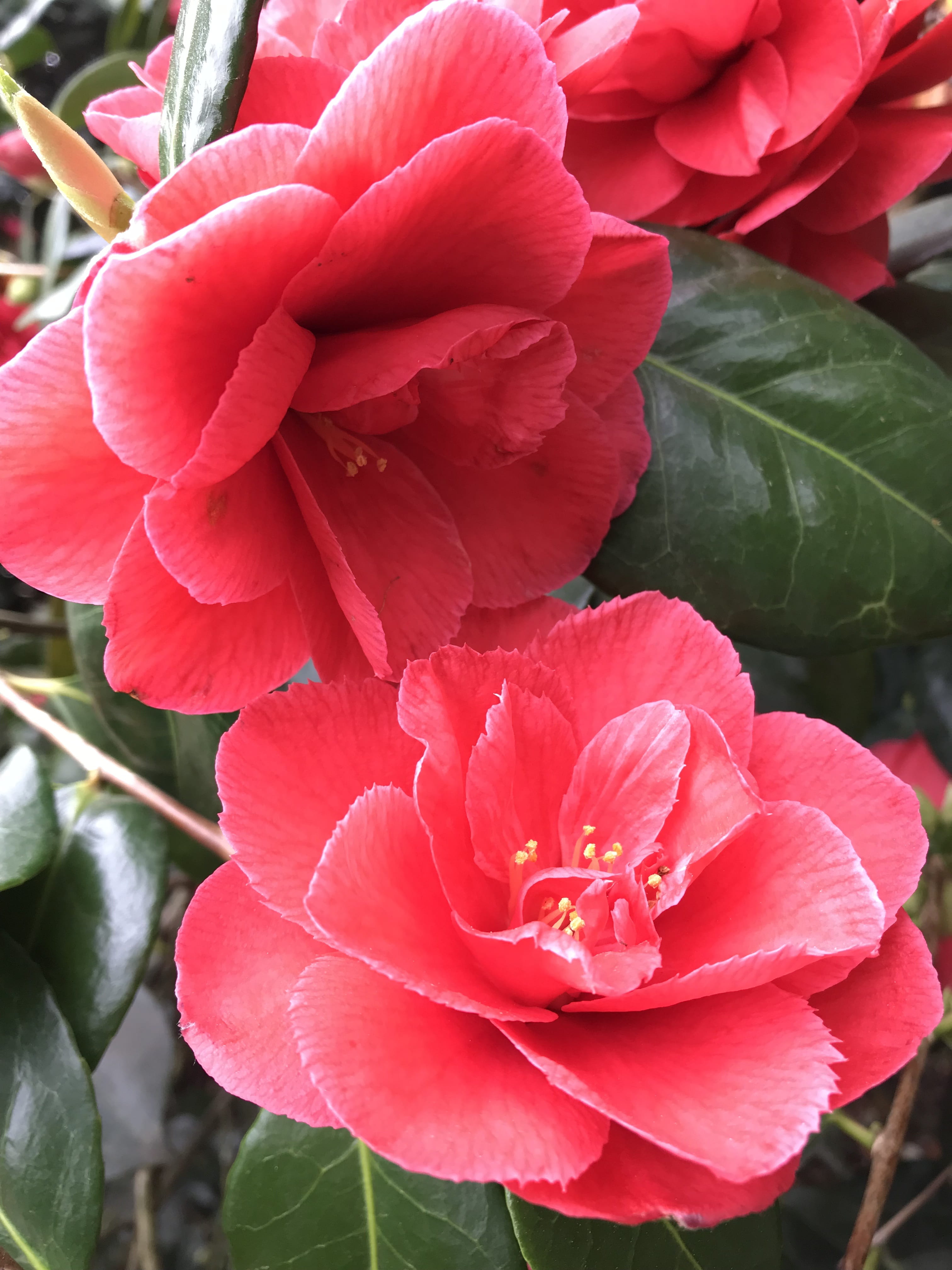 botany, fragility, vintage, pink color, plant part, freshness, composition, spring, green, flower head, plant, pollen, flower, card, garden, growth, color, Phone HD Wallpaper