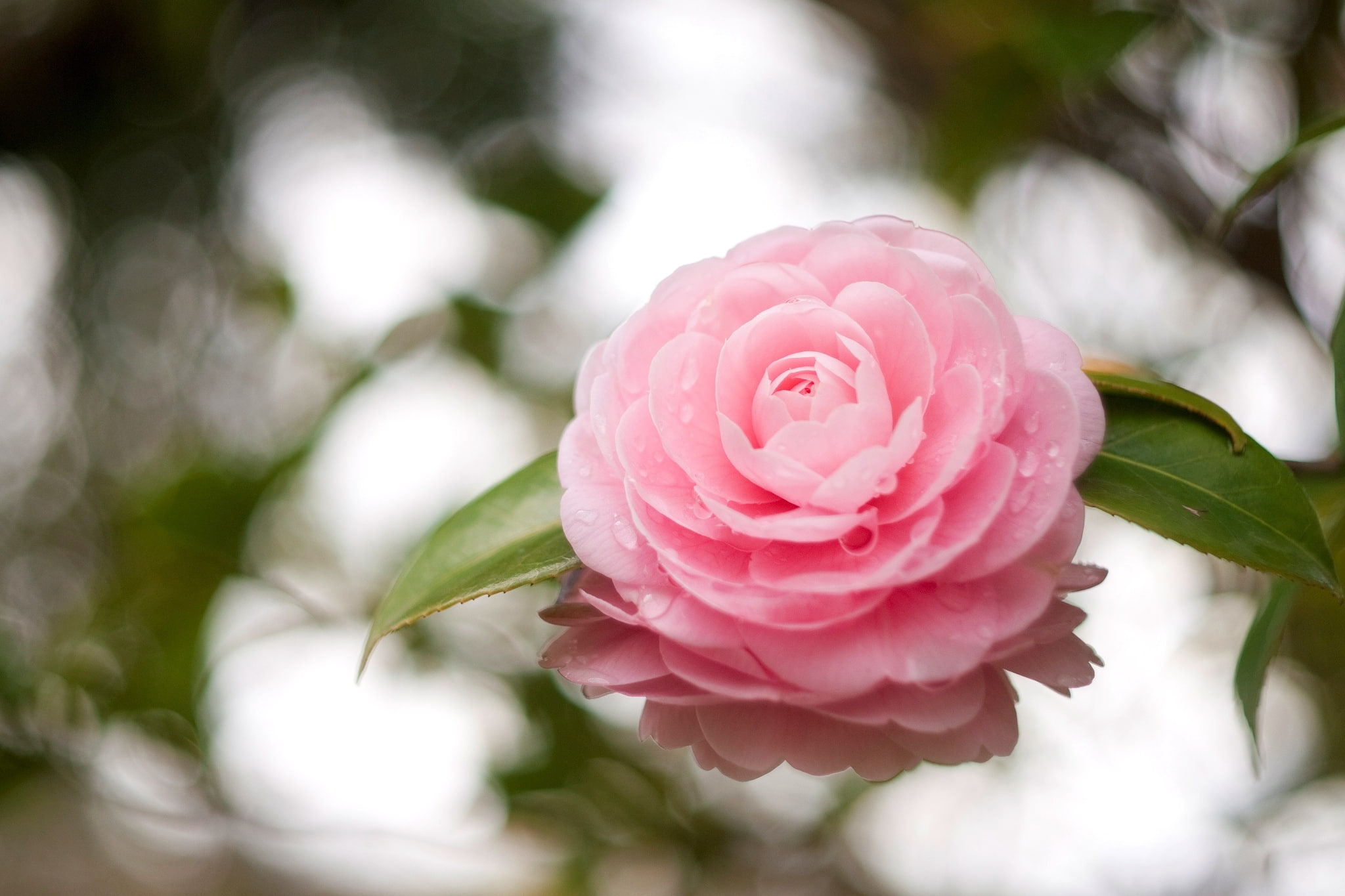 close-up, inflorescence, no people, leaves, freshness, reflection, plant part, focus on foreground, Camellia, camelli, pink color, outdoors, petal, flower head, HD Wallpaper