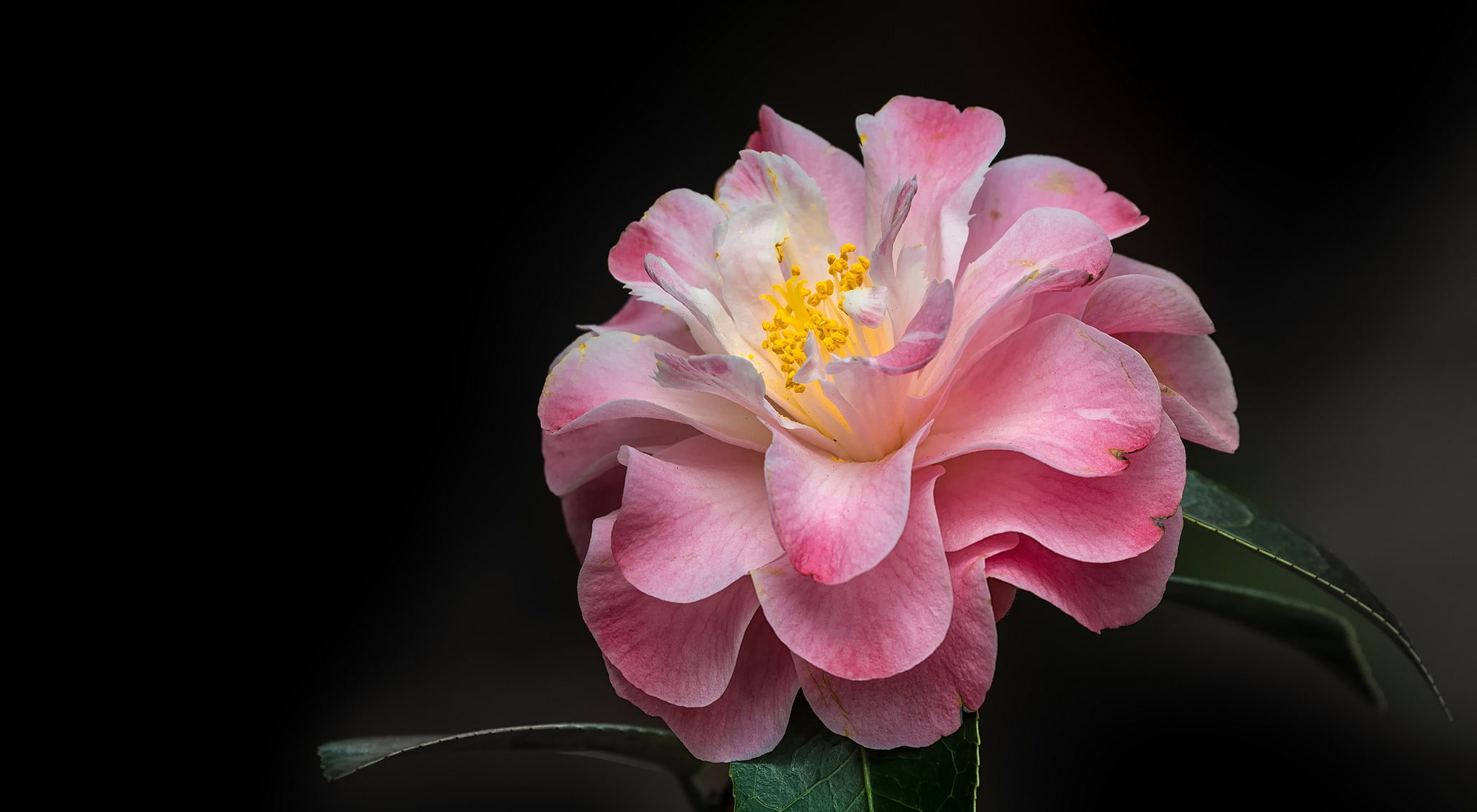 Camellia, black background, petals, macro, 1080P, HD Wallpaper
