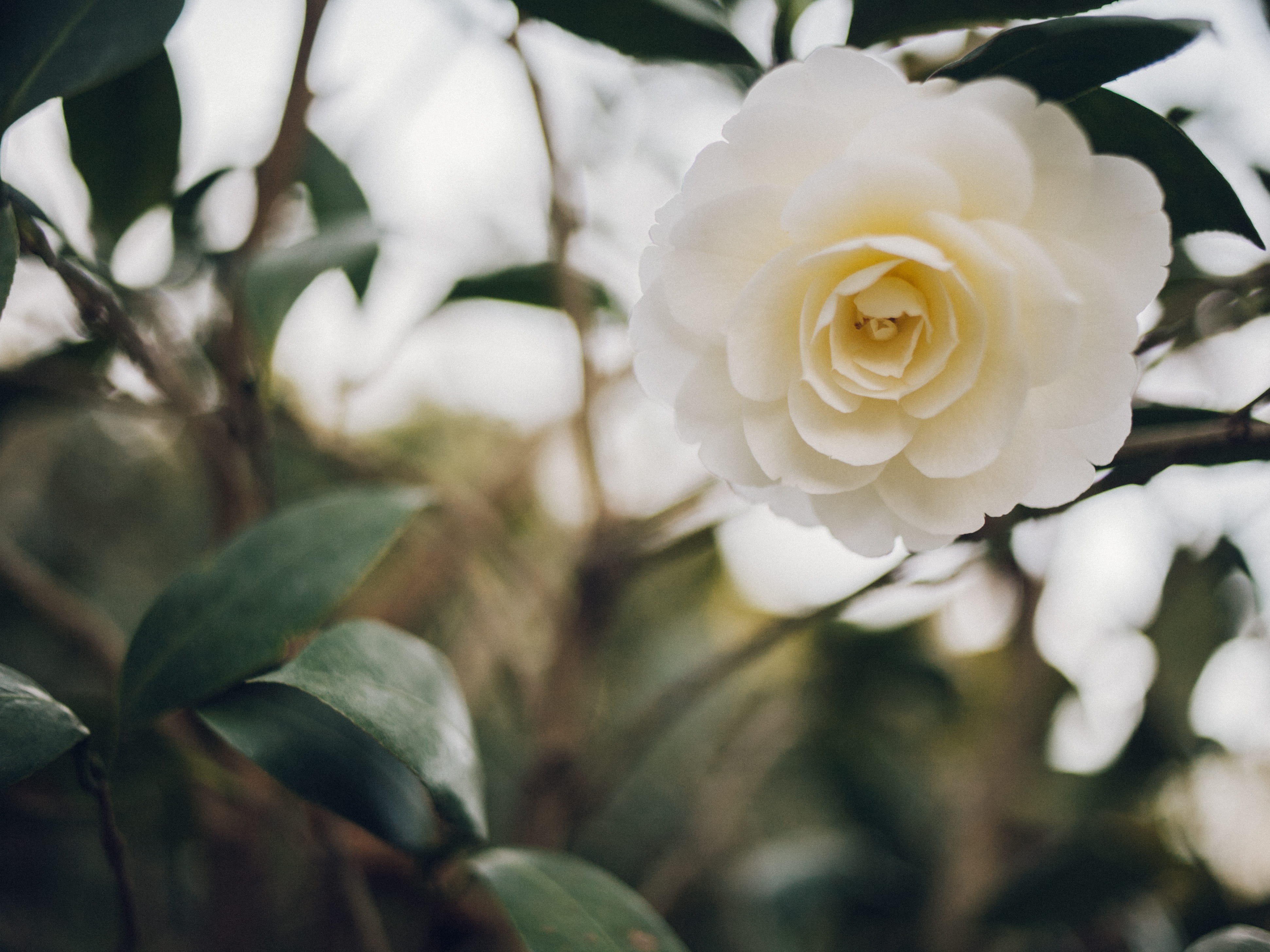 plant, white color, 4K, day, growth, gardens, inflorescence, white flower, roses, focus on foreground, freshness, nature, spring, camellia, beauty in nature, HD Wallpaper