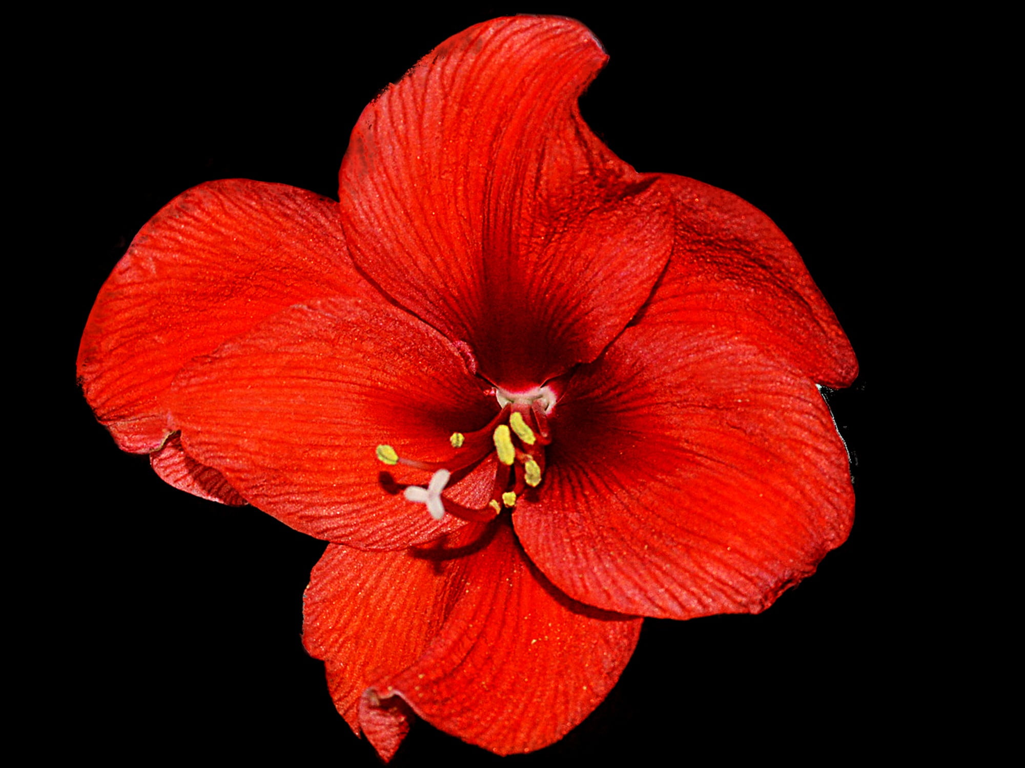 growth, blossom, flower, flowering plant, beauty in nature, flower head, vulnerability, inflorescence, bloom, no people, 1080P, fragility, black background, HD Wallpaper