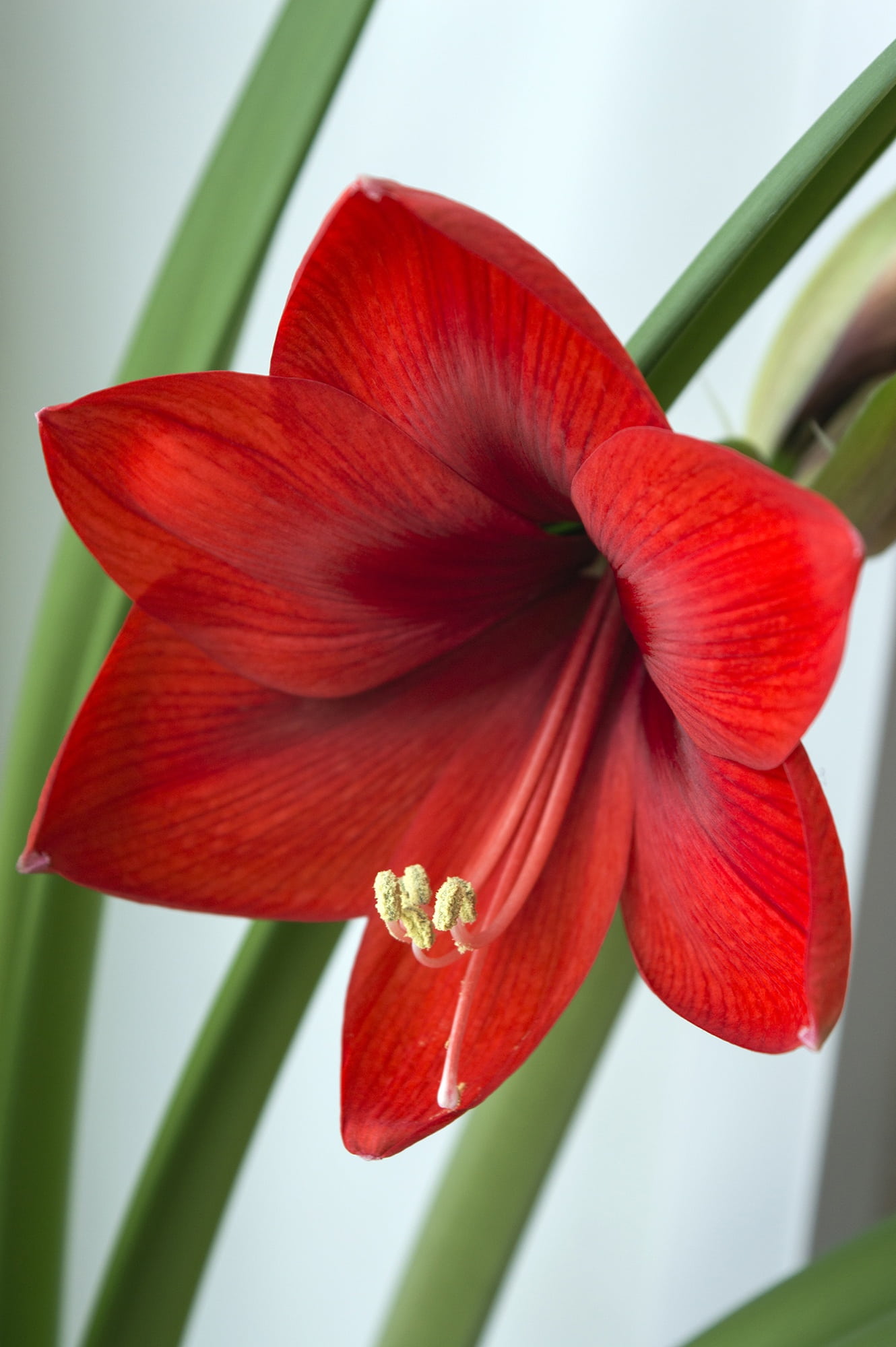 spring flowers, bloom, flower room, no people, indoor, stamen, collection, inflorescence, beautiful flower, fragility, house plant, red amaryllis, vulnerability, Phone HD Wallpaper