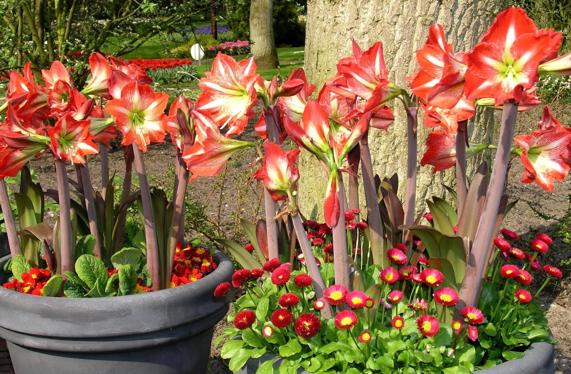 flower arrangement, summer, inflorescence, no People, tulip, flower Head, green Color, park, yellow, petal, sun, plant, outdoors, formal Garden, nature, HD Wallpaper