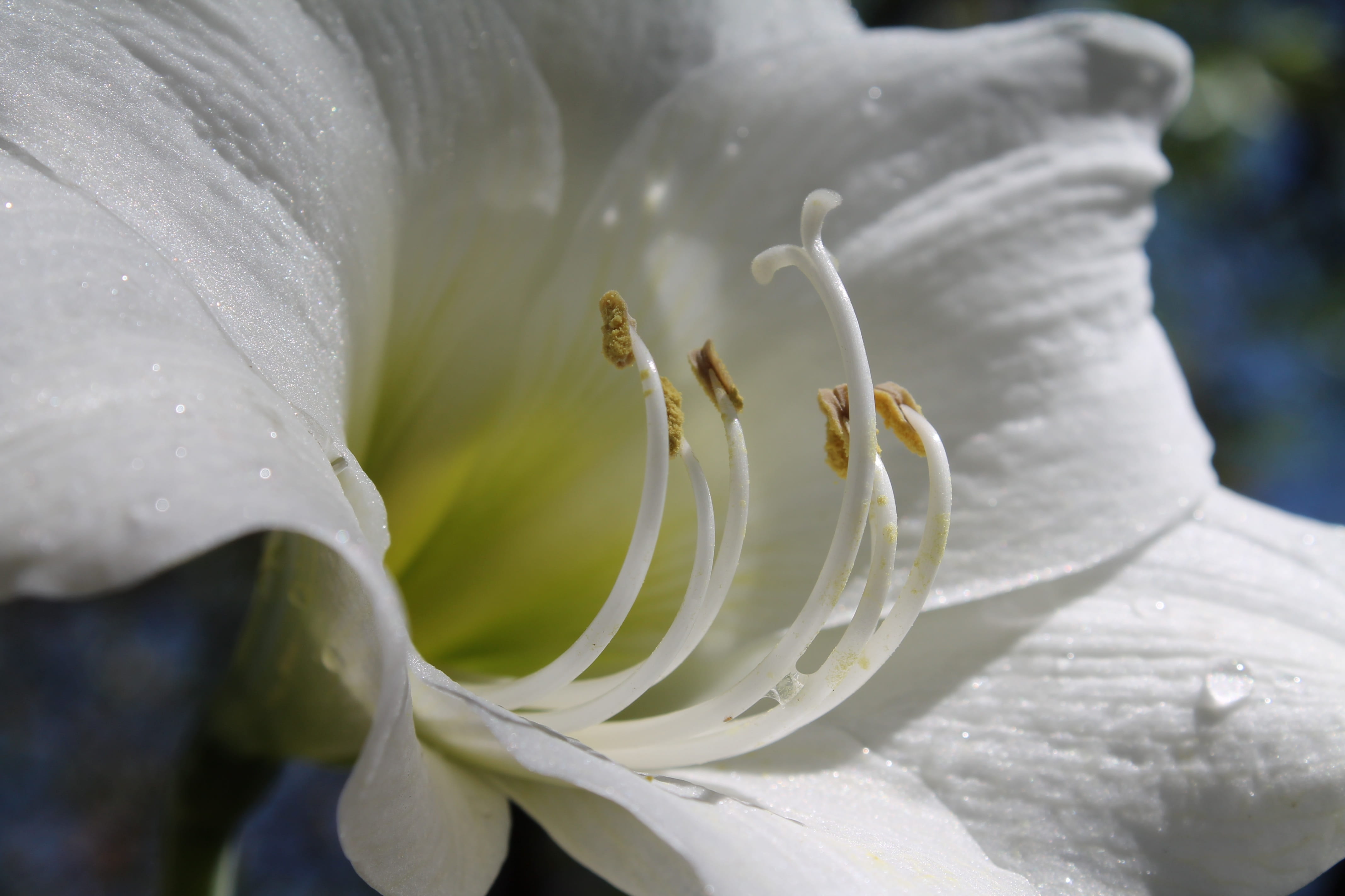 flower head, outdoors, plant, pollen, day, nature, growth, beauty in nature, flowering bulbs, 4K, freshness, no people, flower, petal, vulnerability, fragility, HD Wallpaper