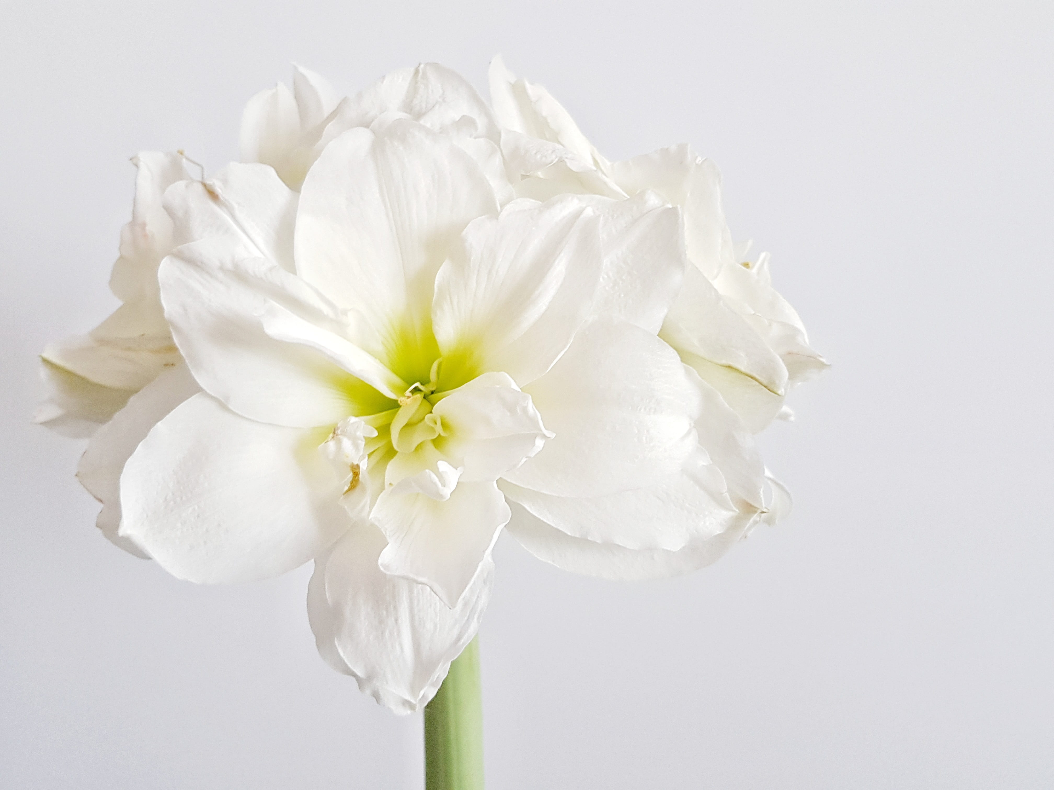 indoor, macro, white, white color, close-up, petal, flowering plant, freshness, nature, white background, flower, plant, indoors, inflorescence, bloom, HD Wallpaper