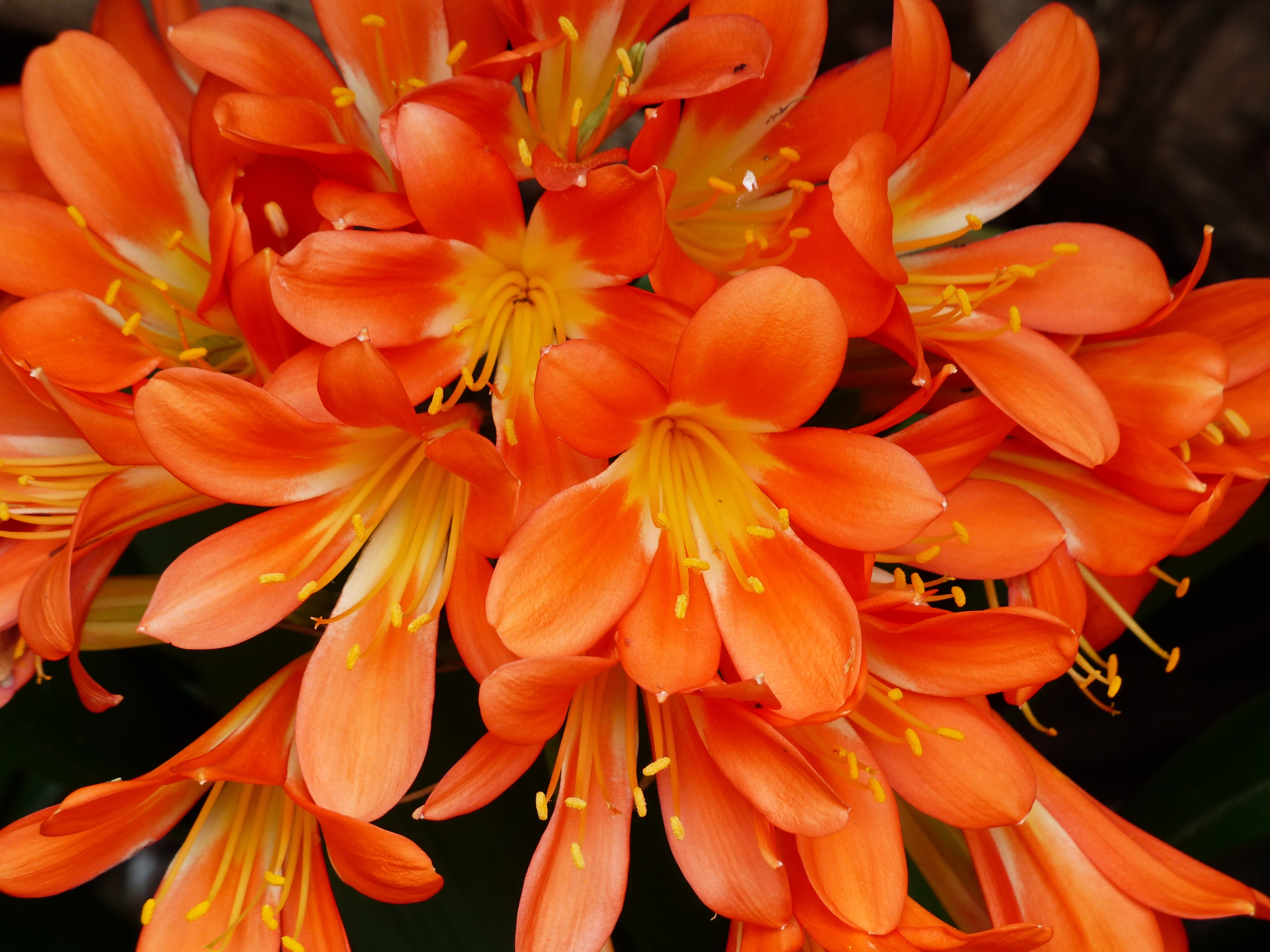 vulnerability, bunch of flowers, clivia miniata, botany, day, nature, clivia, ornamental plant, houseplant, fragility, focus on foreground, freshness, orange, HD Wallpaper