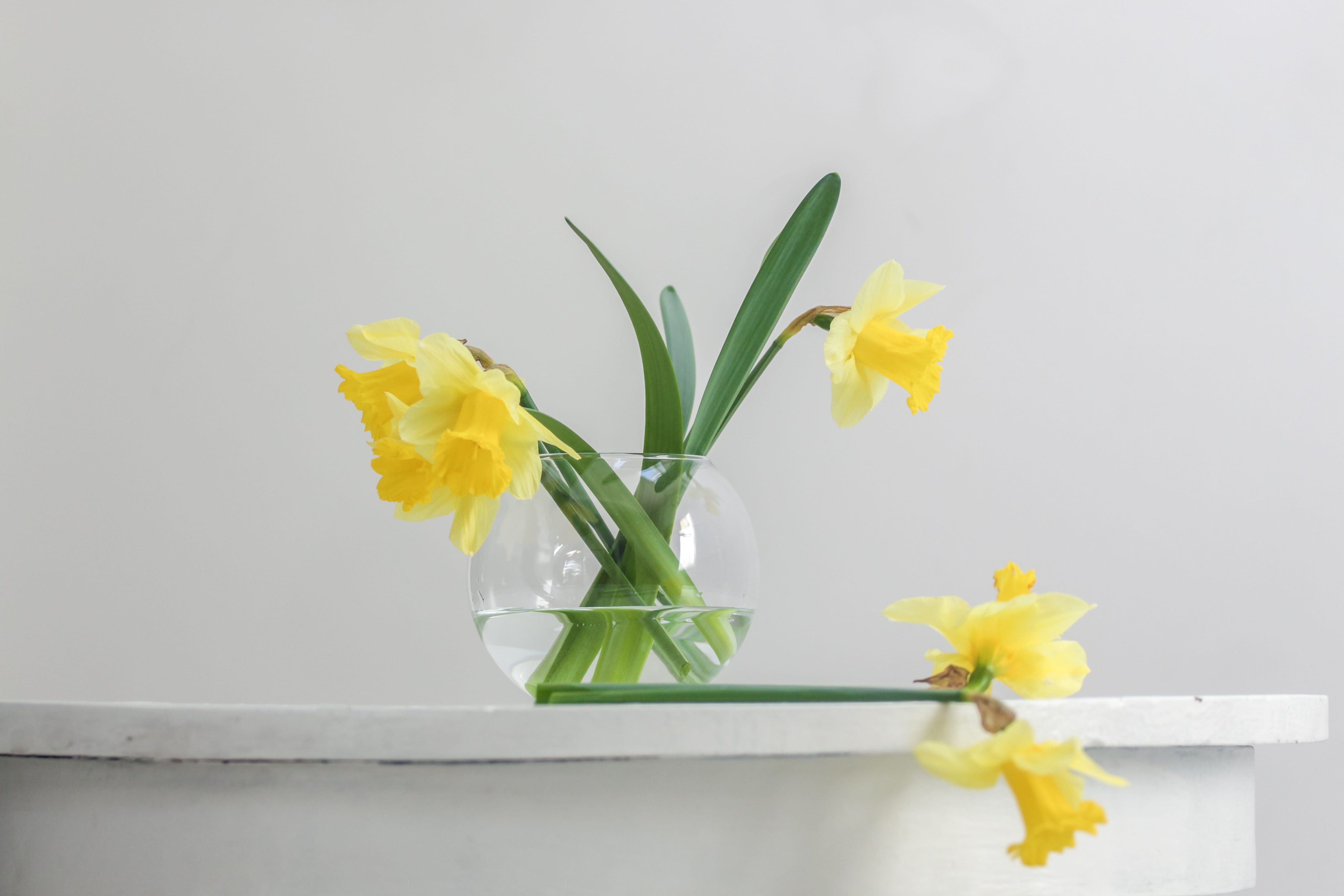 yellow, simple, flower arrangement, can, white, freshness, fragility, daffodil, flower head, iris - plant, minimal, nature, inflorescence, springtime, bunch of flowers, HD Wallpaper