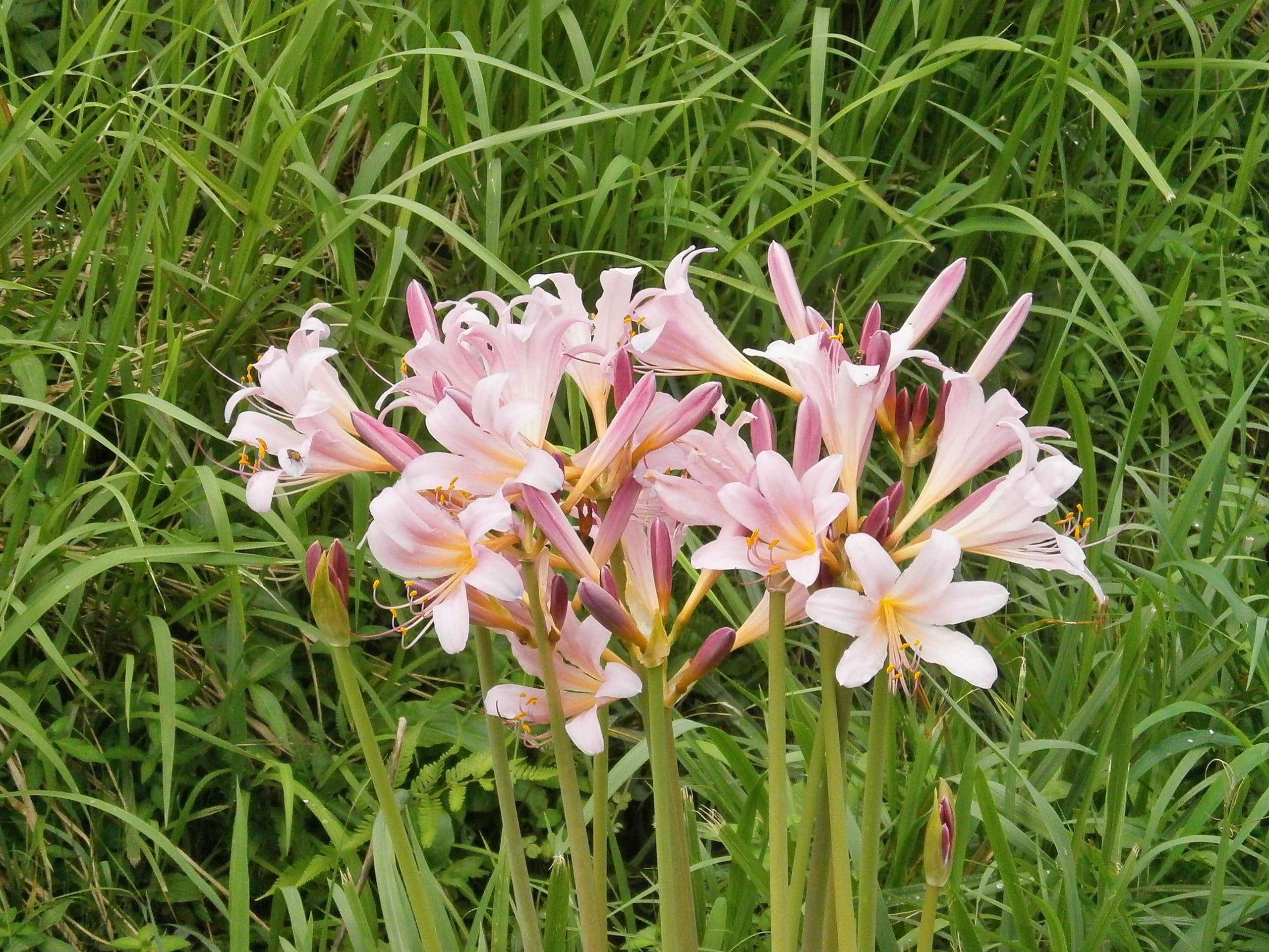 green color, close-up, growth, no people, vulnerability, 2K, licorice, flowering plant, grass, land, nature, flower, pink flower, inflorescence, day, lycoris squamigera, HD Wallpaper