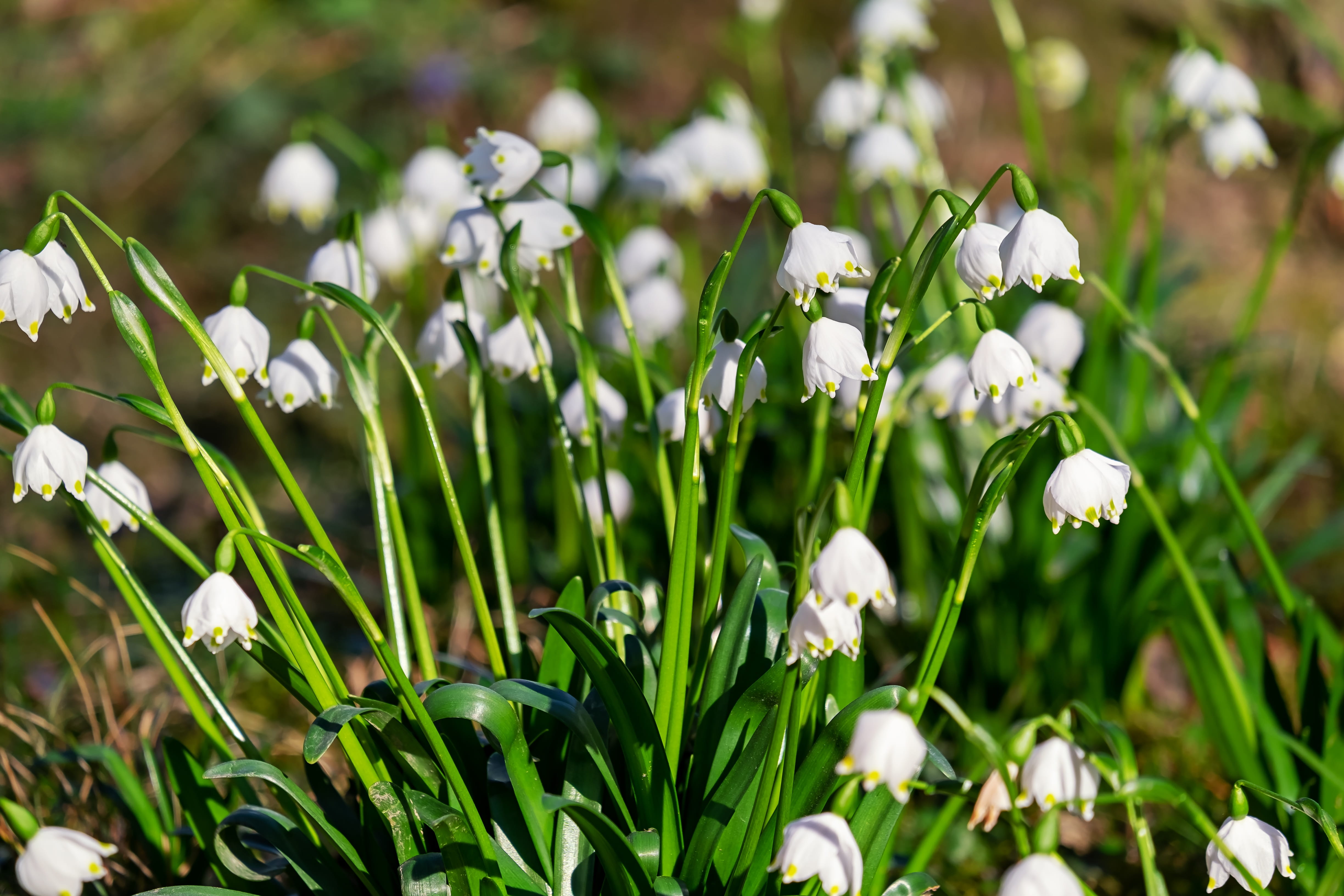 forest flower, petal, beauty in nature, spring, beautiful, day, plant, inflorescence, focus on foreground, freshness, bell, outdoors, no people, close-up, HD Wallpaper