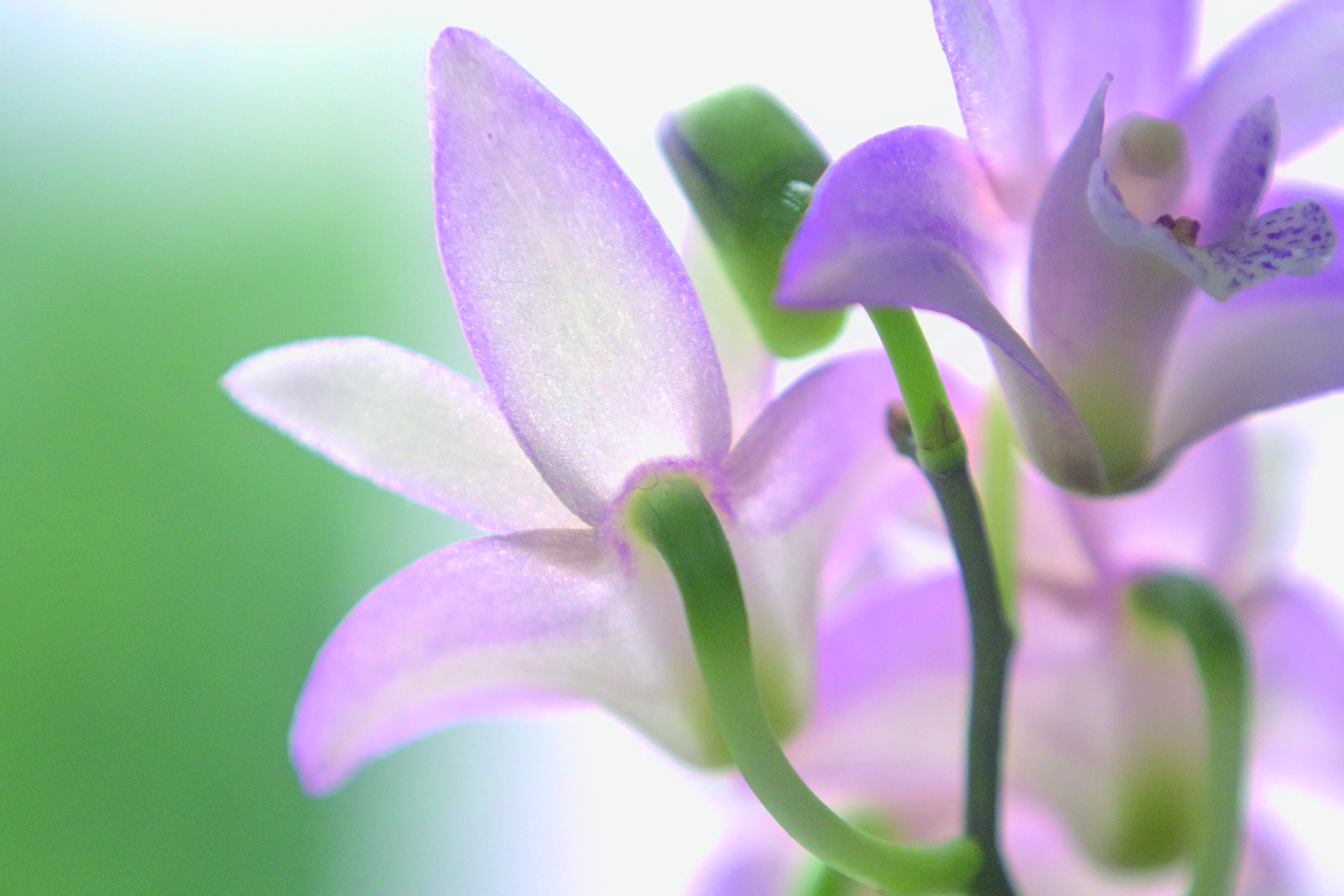fragility, bee, growth, aquilegia, bud, geranium, lily, blossom, reptile, inflorescence, flower, studio shot, leaf, gecko, vulnerability, 5K, lizard, flowering plant, HD Wallpaper