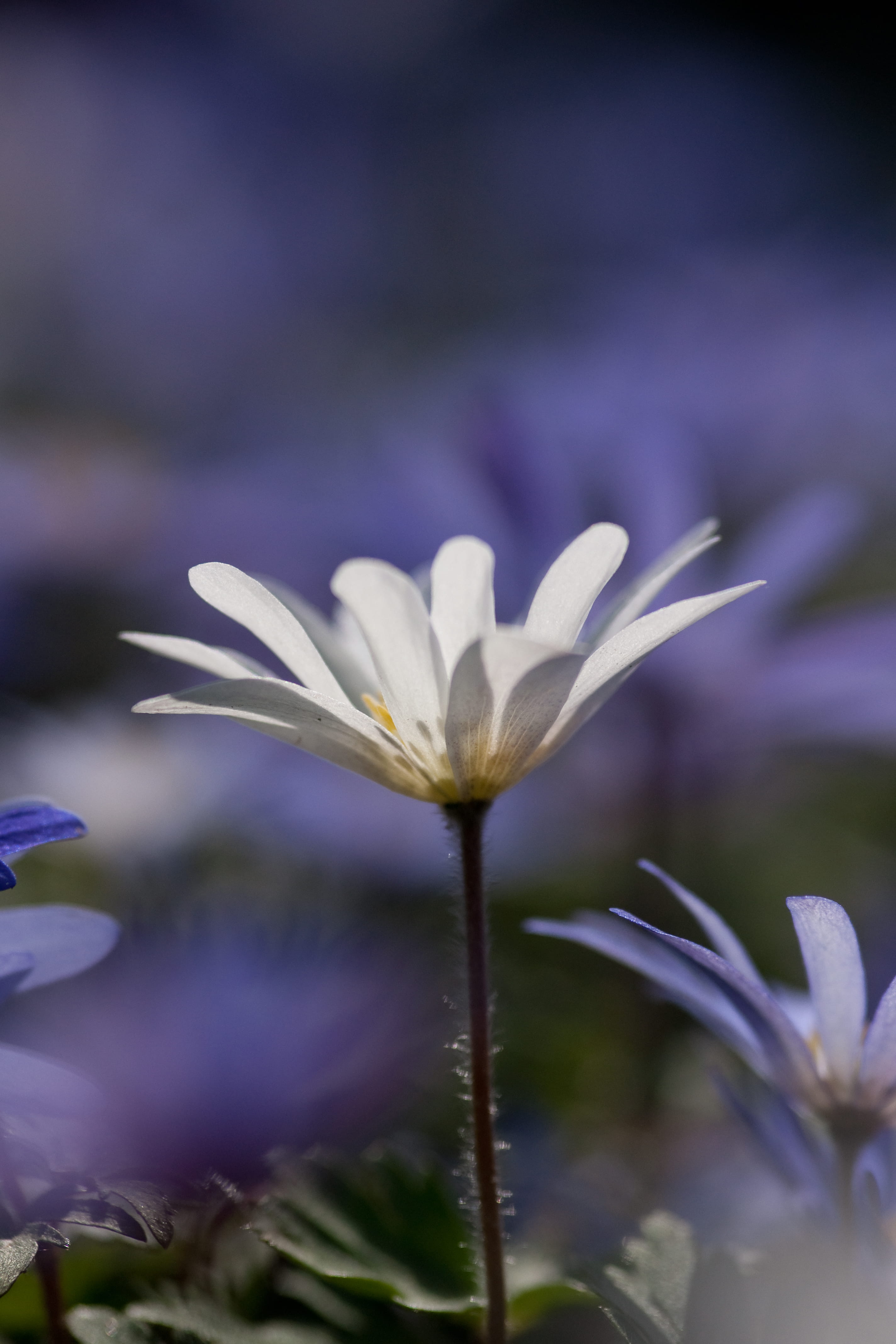selective focus, no people, close, flowering plant, daisy, flax, growth, purity, macro, inflorescence, outdoors, purple, vulnerability, flower, beauty in nature, Phone HD Wallpaper