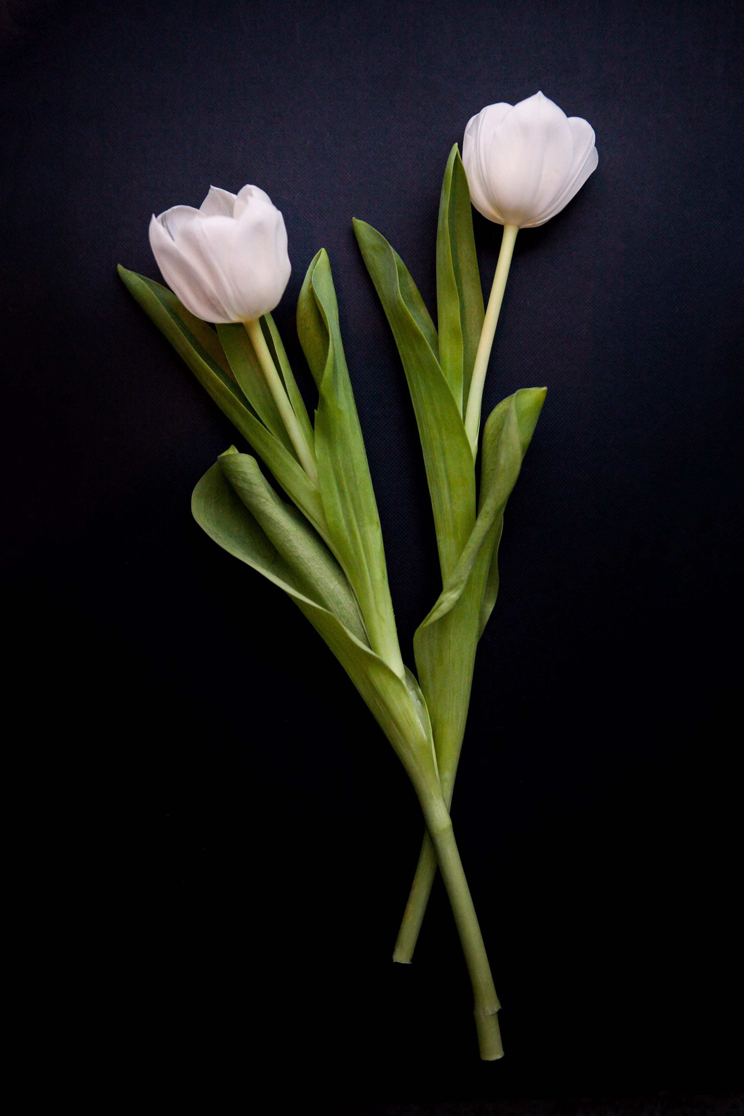 flower, close-up, no people, flower head, flower bouquet, black background, sprout, green, white, flower arrangement, petal, lily, black, bud, inflorescence, Phone HD Wallpaper