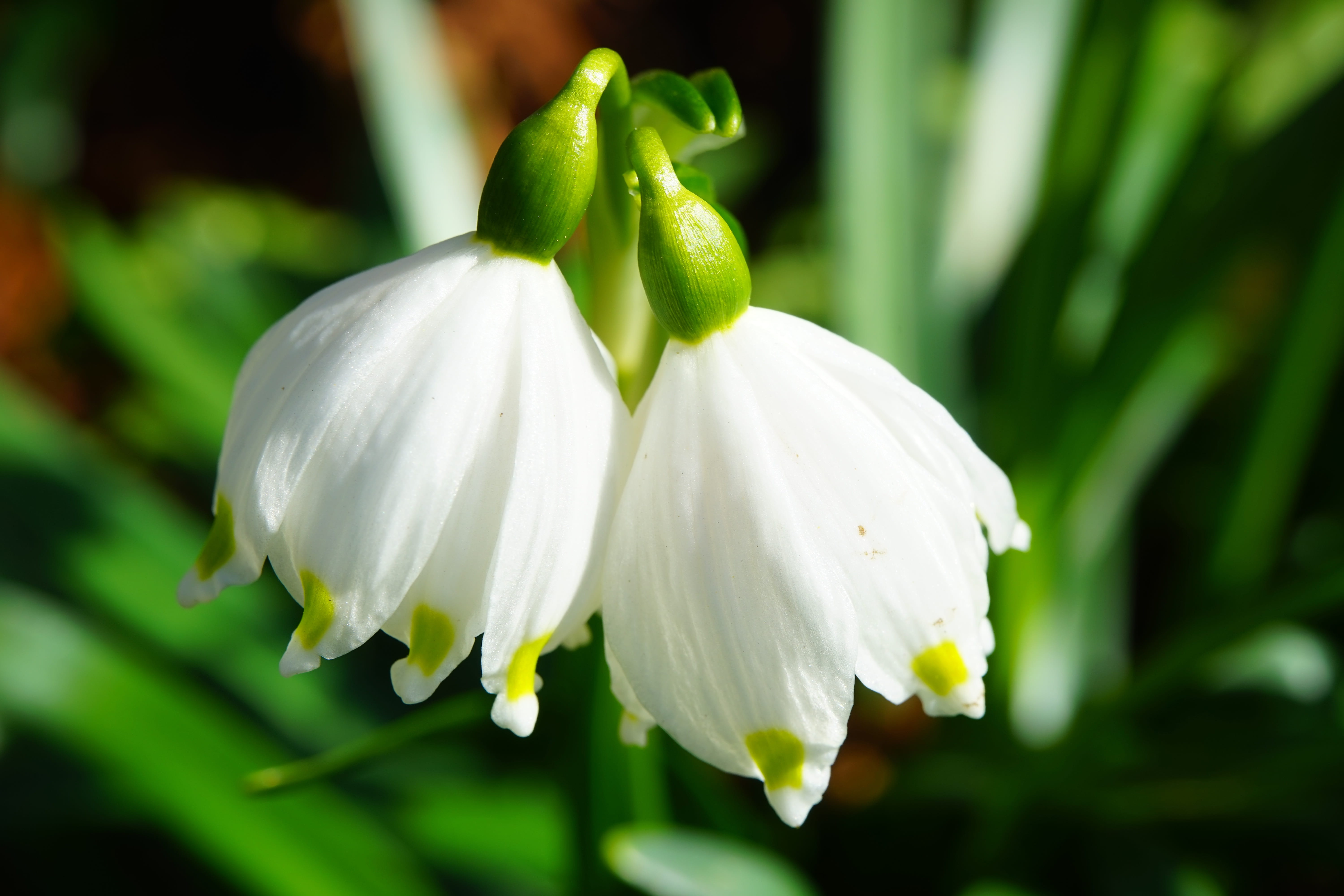 calyx, garden, flower, spring knotenblume, amaryllis plant, leucojum vernum, flowering plant, green color, beauty in nature, snowflake, nature, spring, HD Wallpaper