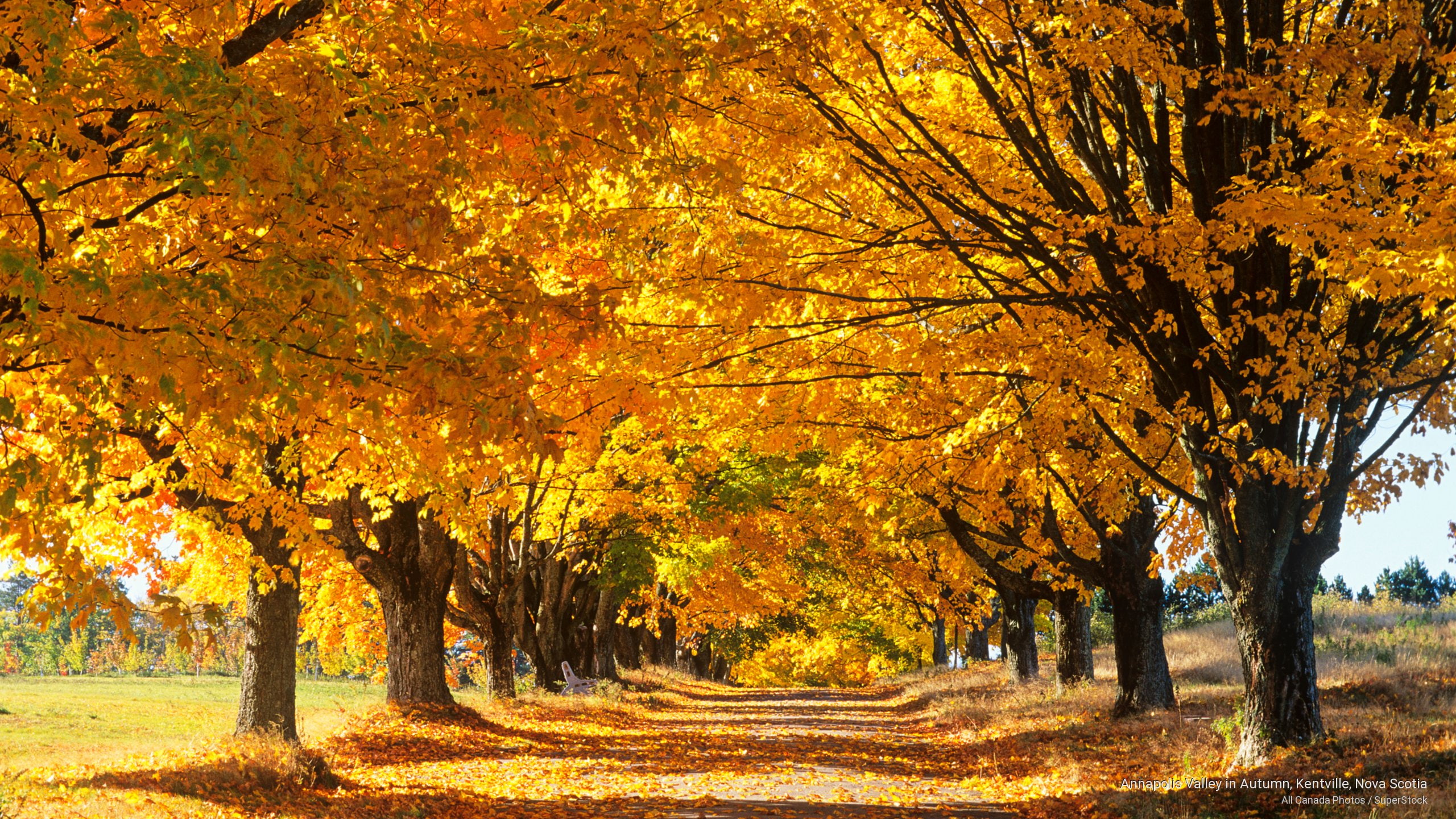 2K, kentville, valley, annapolis, autumn, scotia, nova, Fall, HD Wallpaper