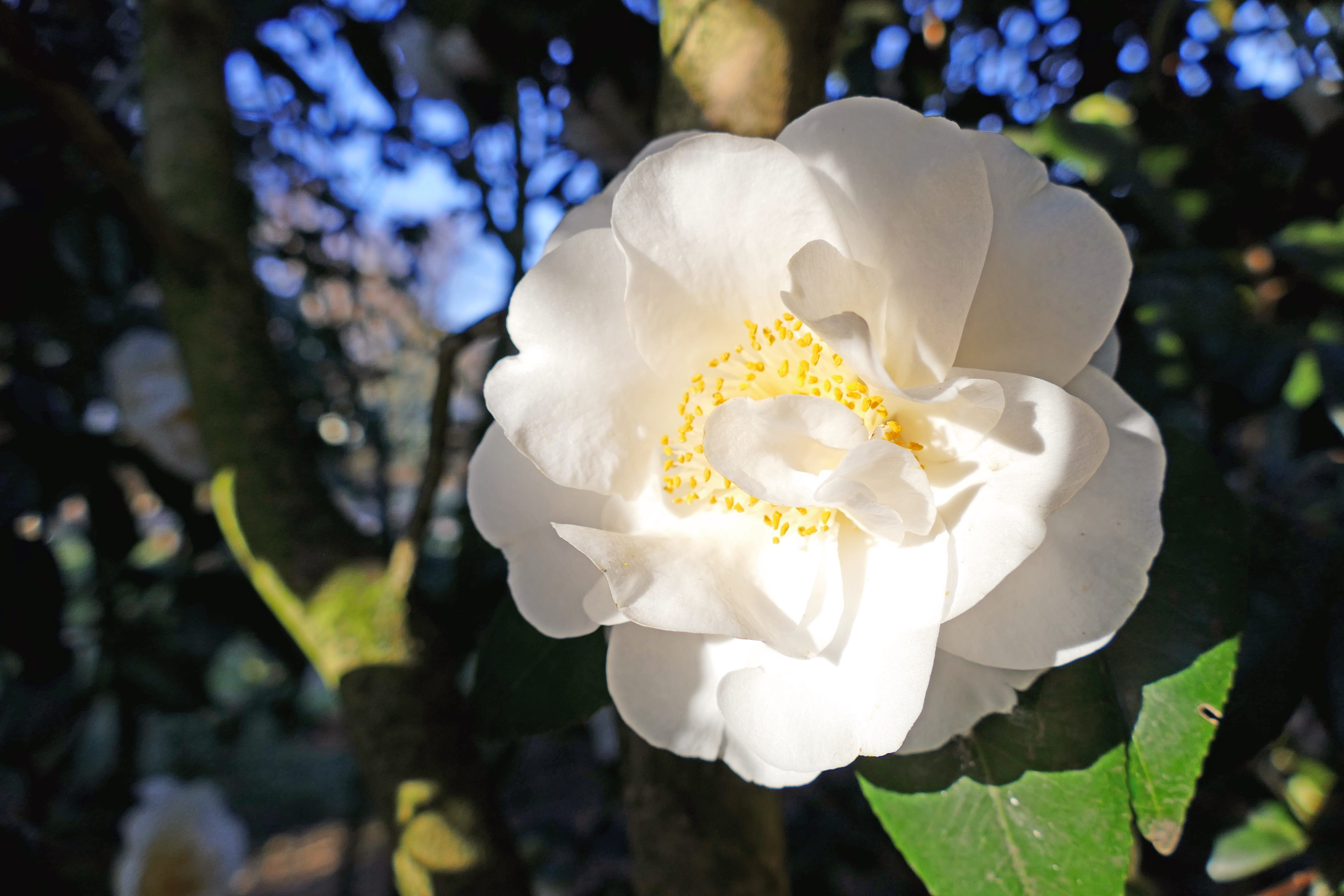 day, Blooms, focus on foreground, outdoors, beautiful, plant, freshness, flowering plant, flower, White, beauty in nature, springtime, fragility, bloom, HD Wallpaper