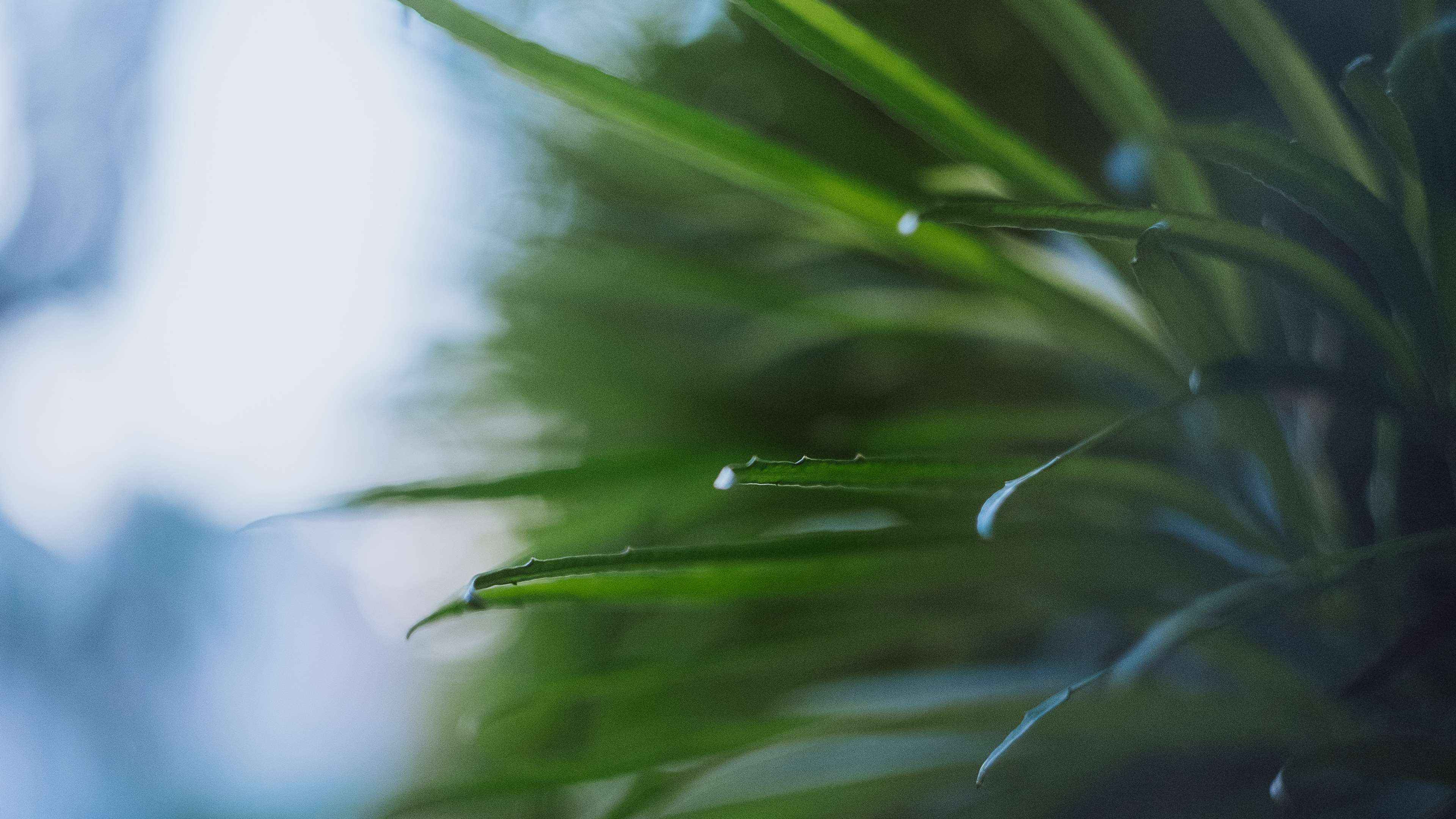 dew, raindrop, tree, bokeh, tropical tree, helios, plant, no people, environment, film, beauty in nature, leaf, rainforest, vintage, nature, selective focus, HD Wallpaper
