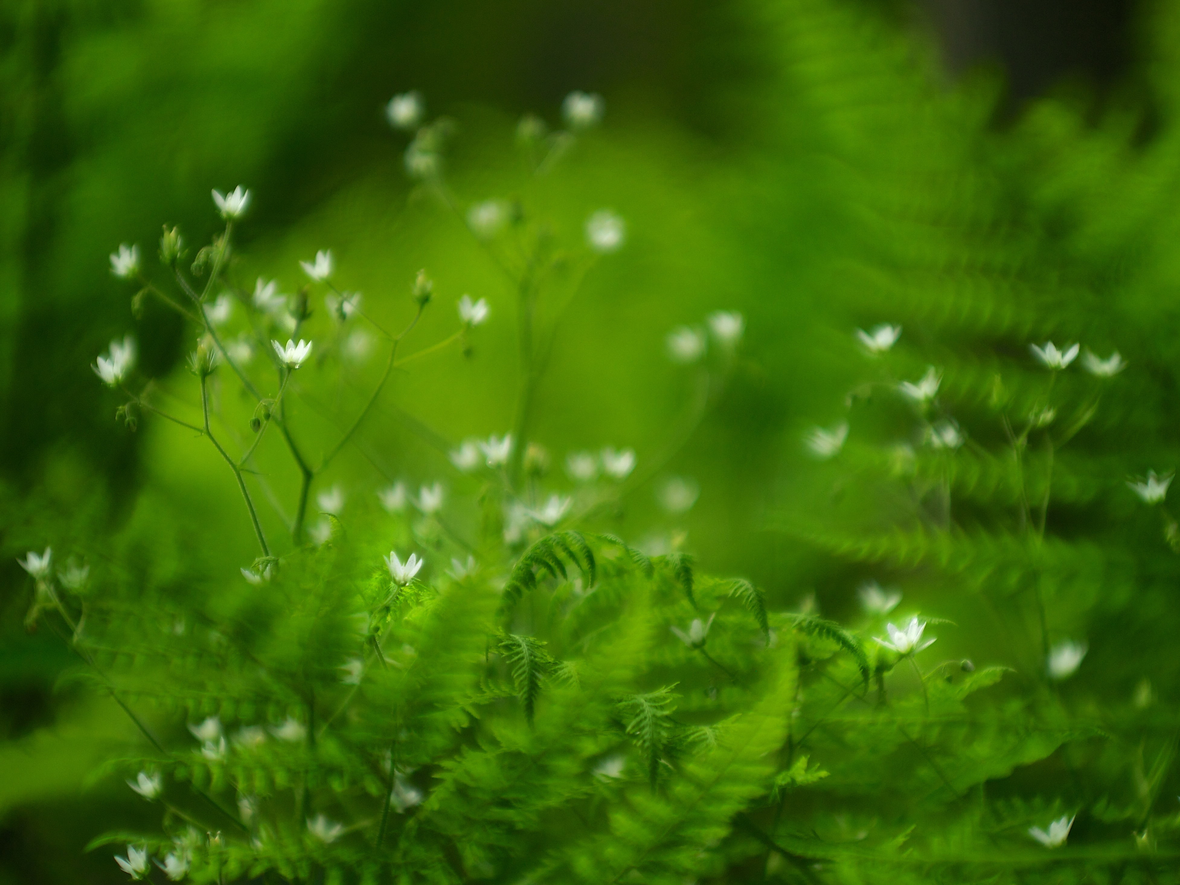 Alpbachtal, summer, flowers, green leaf, Austria, photography, wide open, plant, 4K, forest  green, green, Alpine, macro, forest floor, Tyrol, leaf, f/1.5, HD Wallpaper