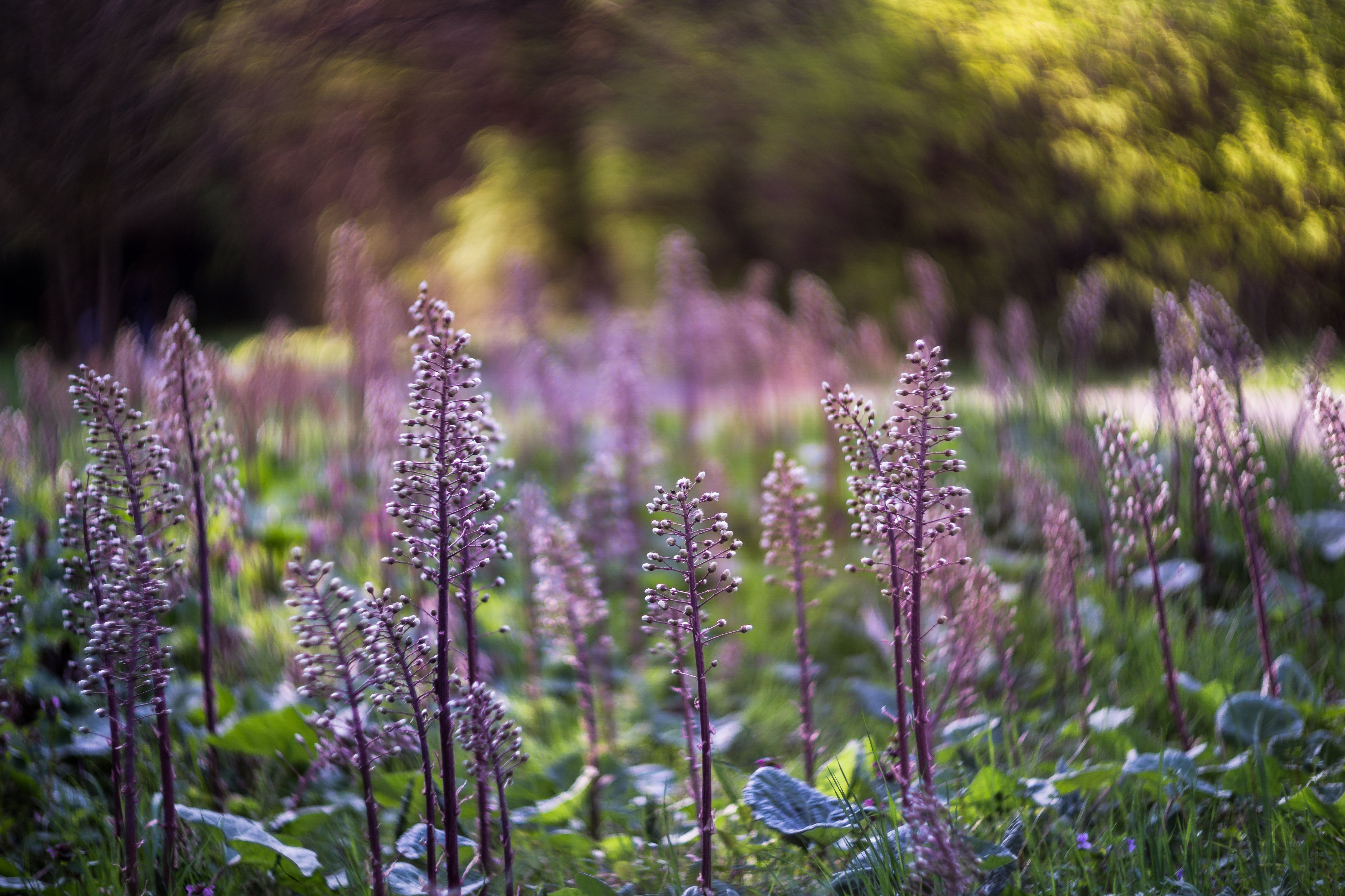 herb, shallow, lavender, summer, plants, bokeh, nature, flower, focus, Helios, plant, photography, M42, 5K, shallow focus, f/1.5, purple, outdoors, HD Wallpaper