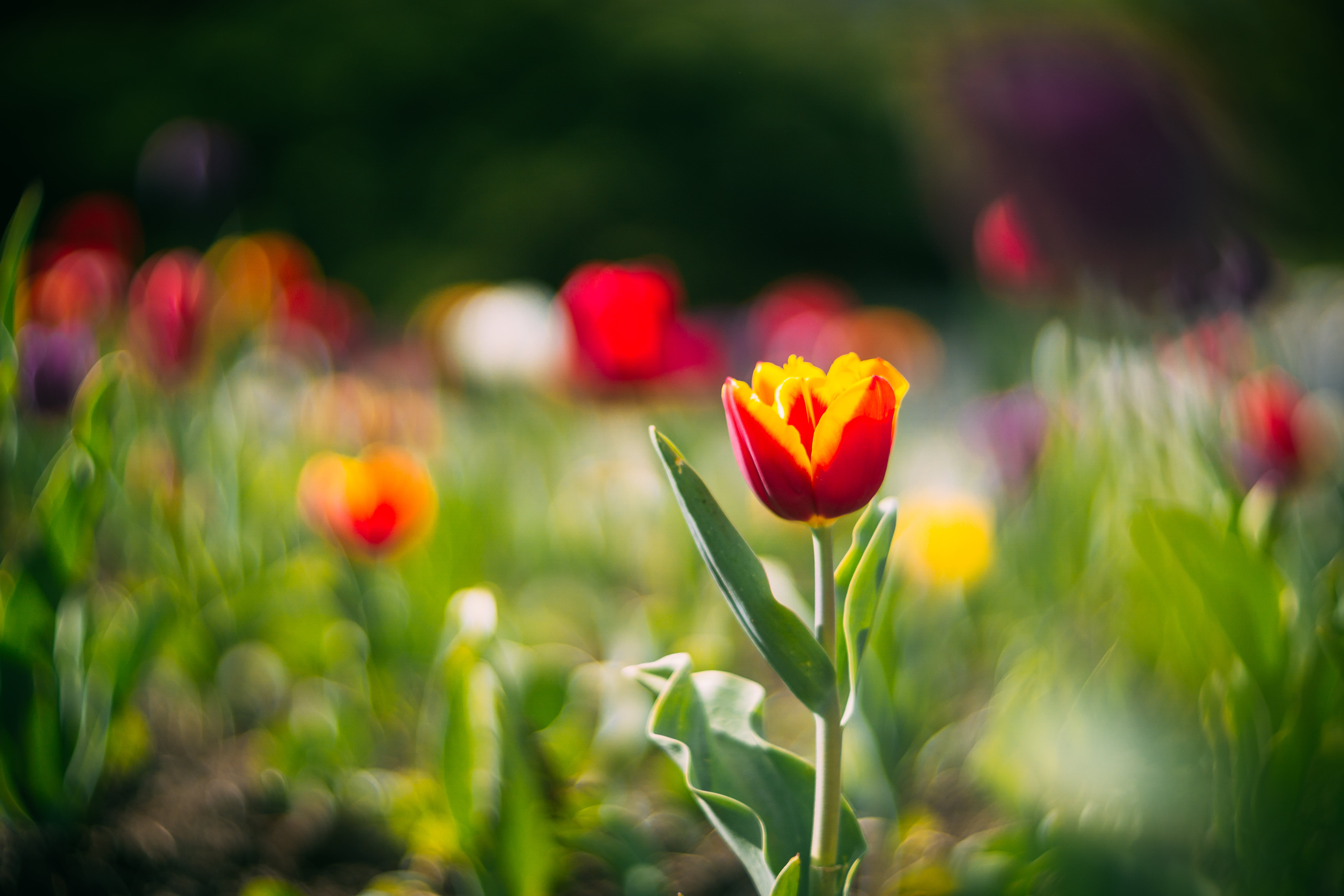 yellow, shot, 5K, photography, M42, red, flower, Helios, macro, f/1.5, macro shot, HD Wallpaper