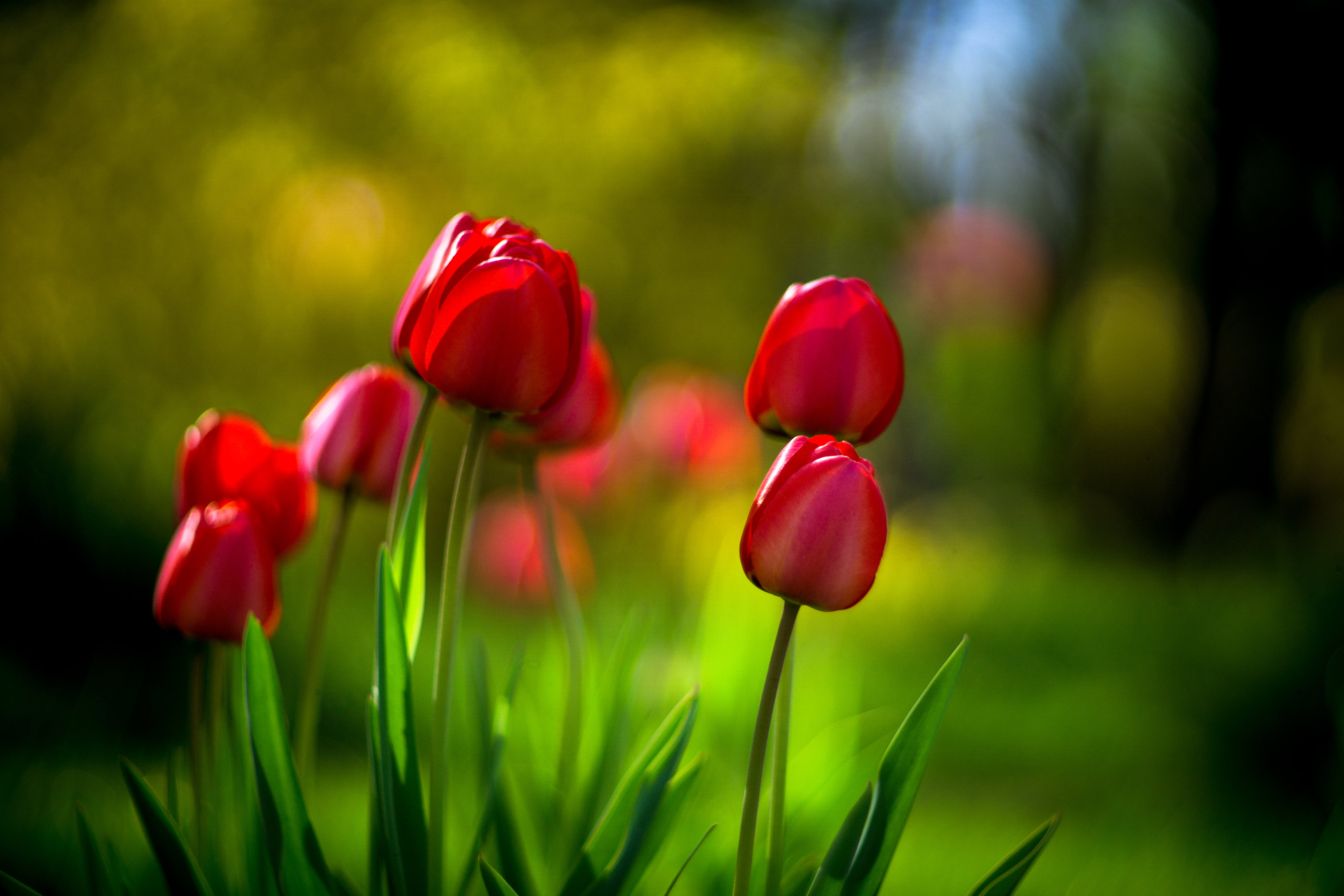 selective, flowerbed, plant, freshness, M42, nature, green Color, tulip, Helios, photo, beauty In Nature, outdoors, flower, summer, season, f/1.5, springtime, HD Wallpaper