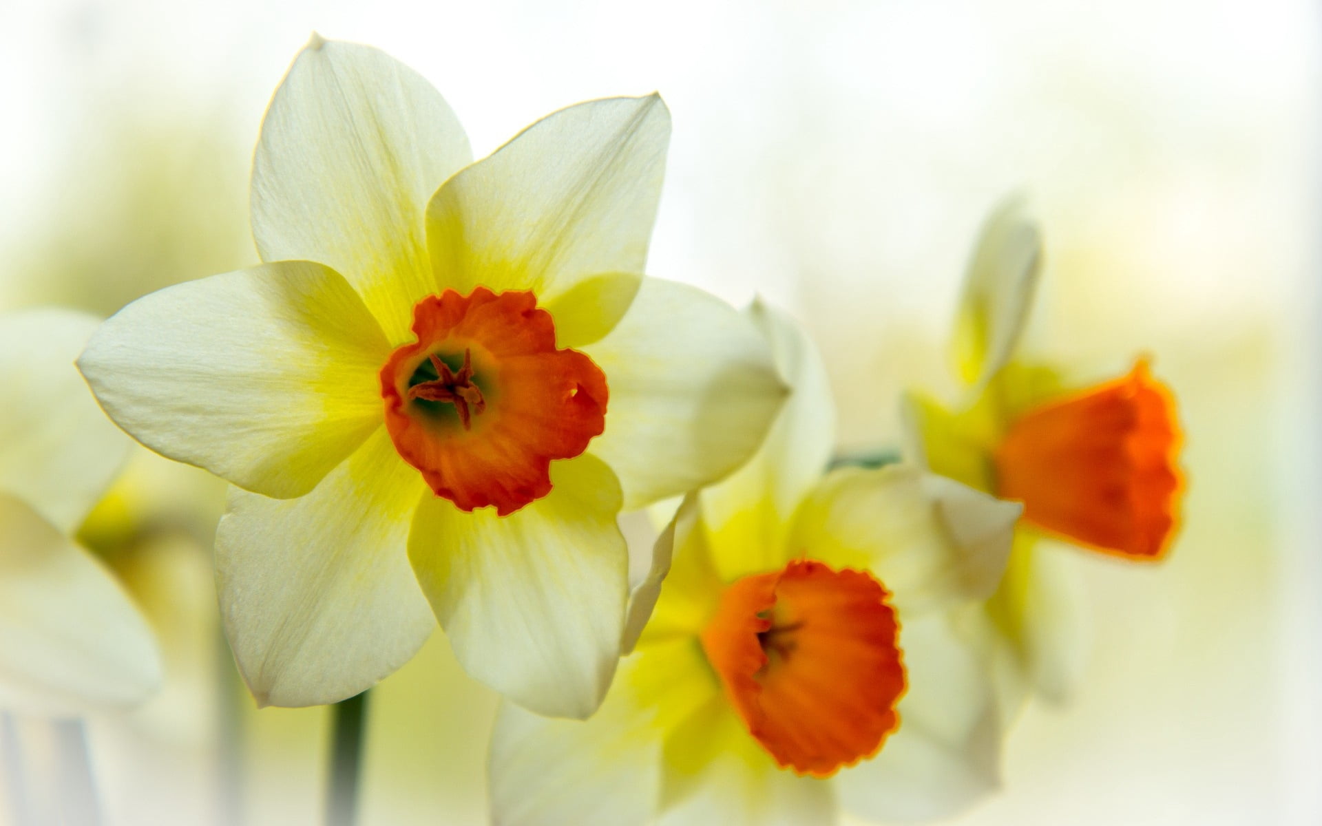 white color, petals, macro, white, inflorescence, petaled, green Color, narcissus, single Flower, freshness, close-up, vulnerability, daffodil, botany, HD Wallpaper