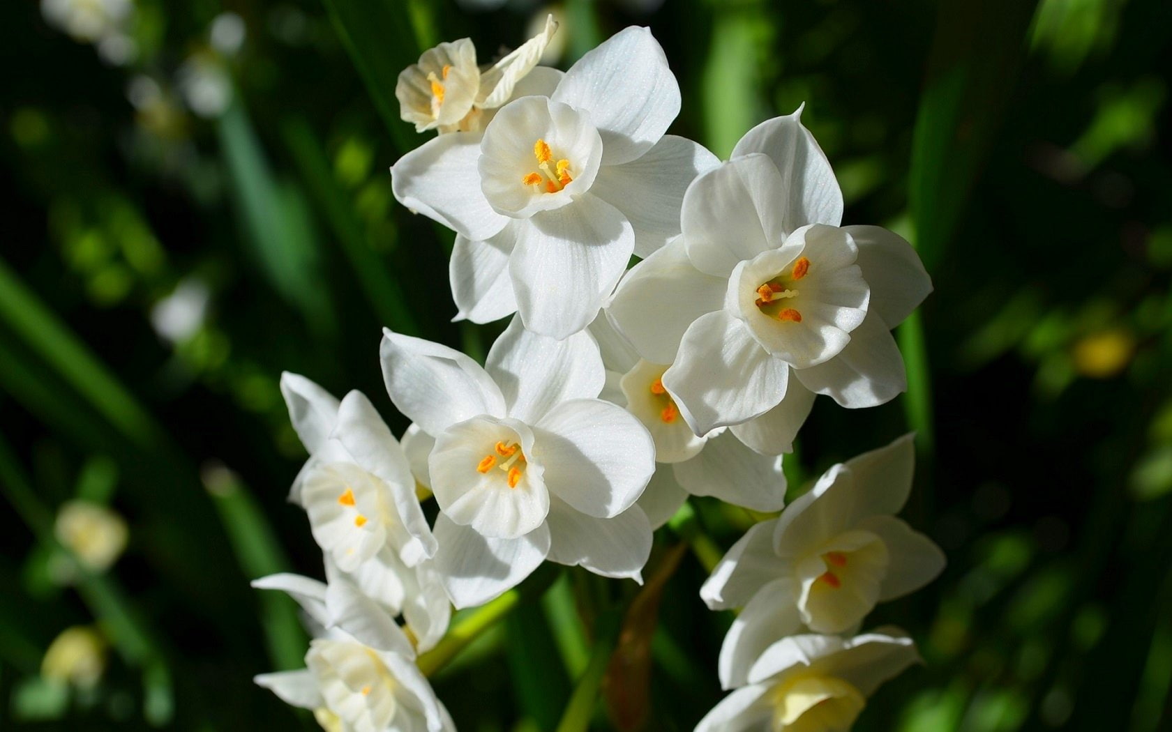 petal, Narcissus, close-up, flowering plant, beauty in nature, freshness, vulnerability, botany, Flower, focus on foreground, no people, day, fragility, HD Wallpaper