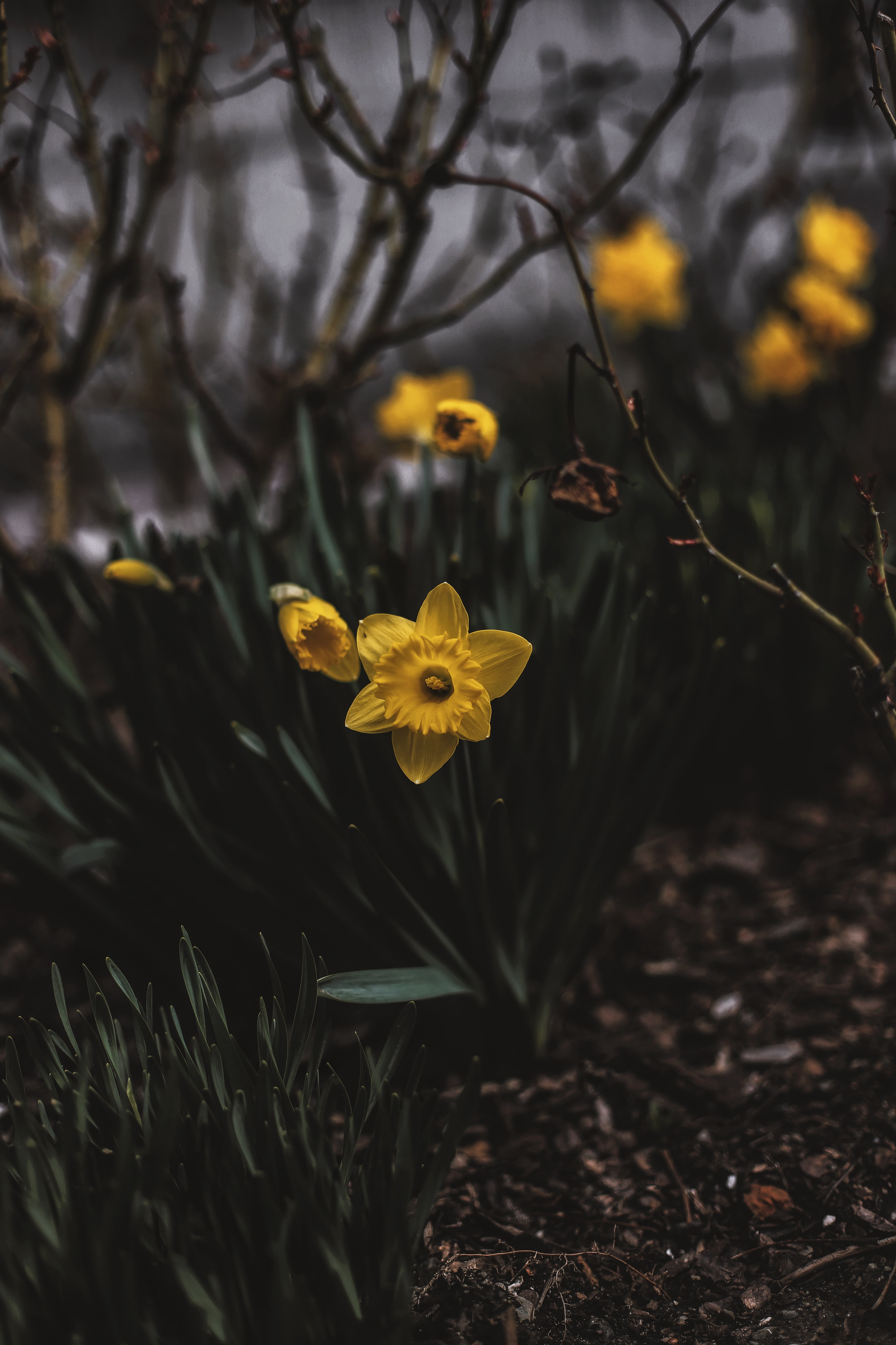 petal, blur, land, tree, flower head, inflorescence, flowers, flower bed, 5K, yellow, day, outdoors, narcissus, fragility, vulnerability, flower, close-up, Phone HD Wallpaper