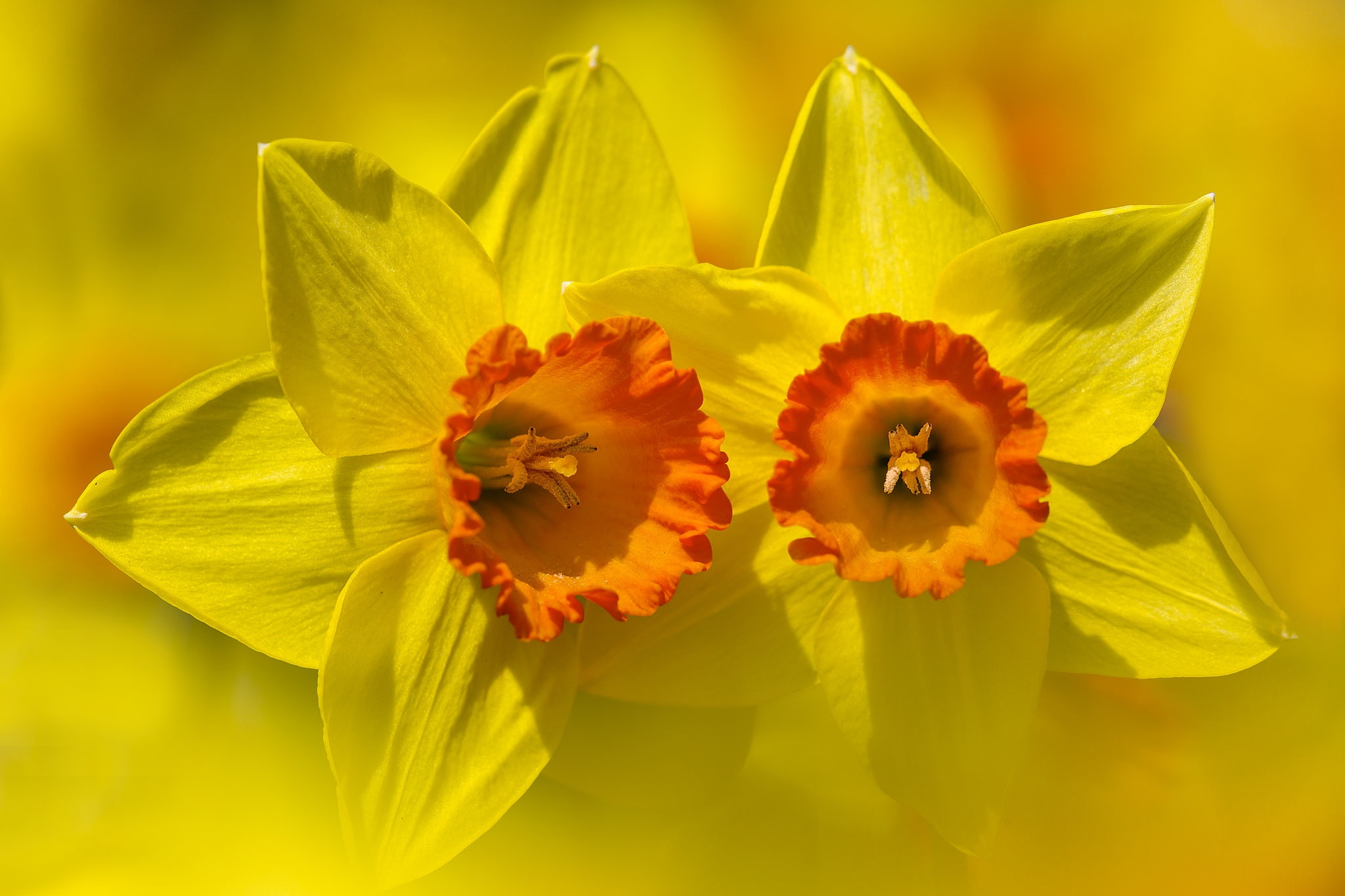 background, flower, 1080P, petals, Narcissus, HD Wallpaper