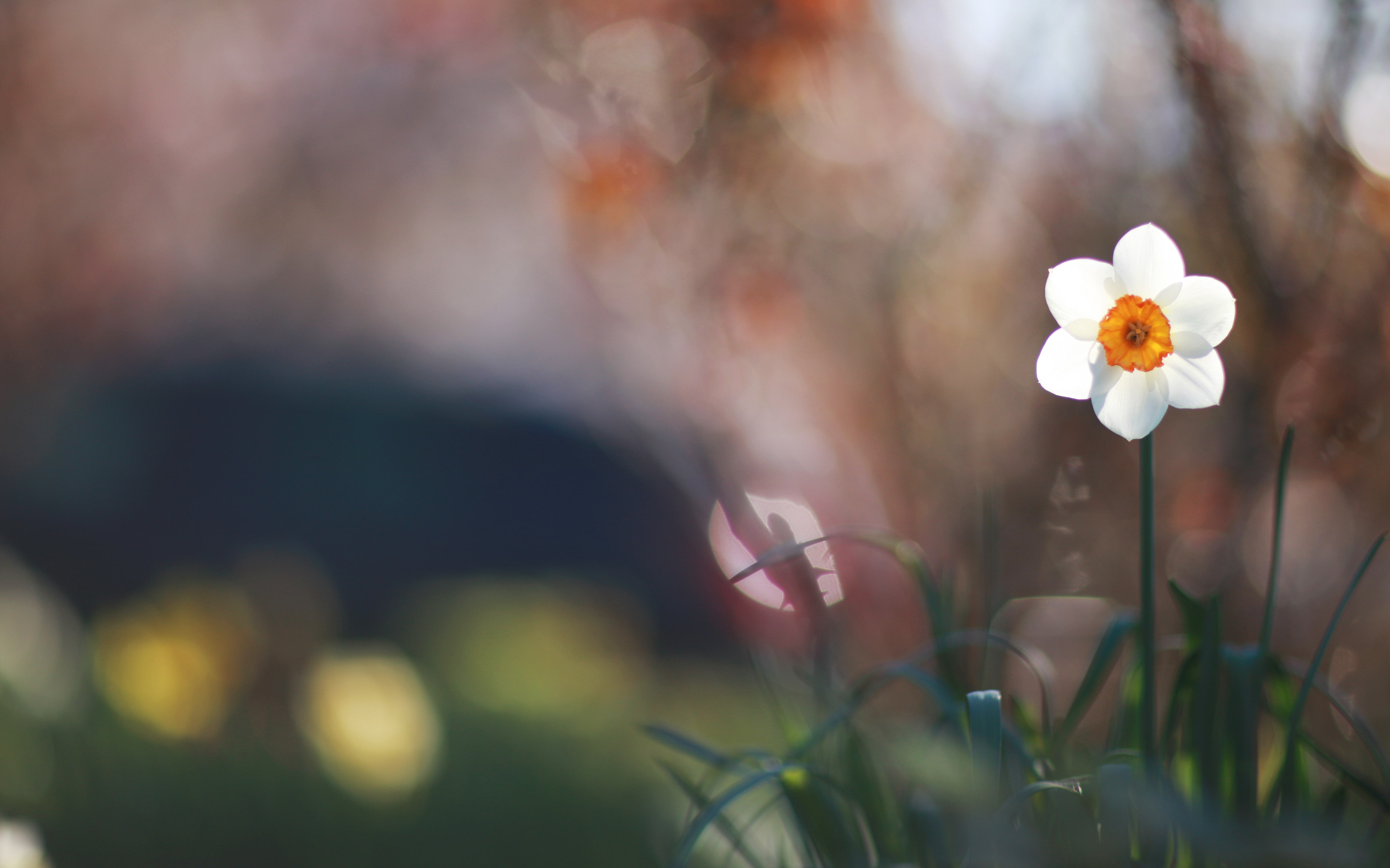 freshness, day, 4K, growth, beauty in nature, springtime, blur, no people, outdoors, vulnerability, petal, selective focus, glare, macro, fragility, plant stem, HD Wallpaper