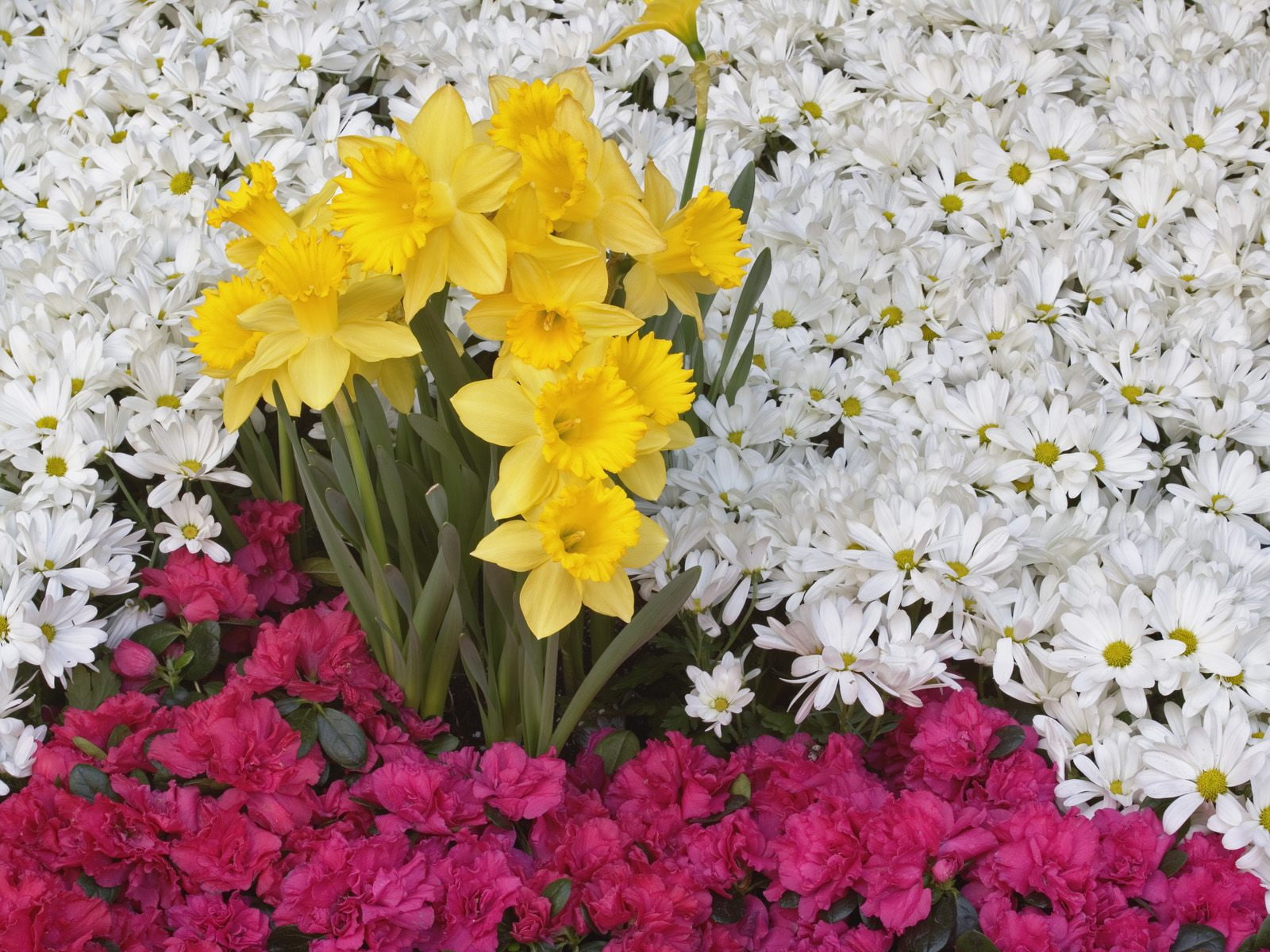 hd, narcissus, 720P, flowers, daisy, and, brighton, HD Wallpaper